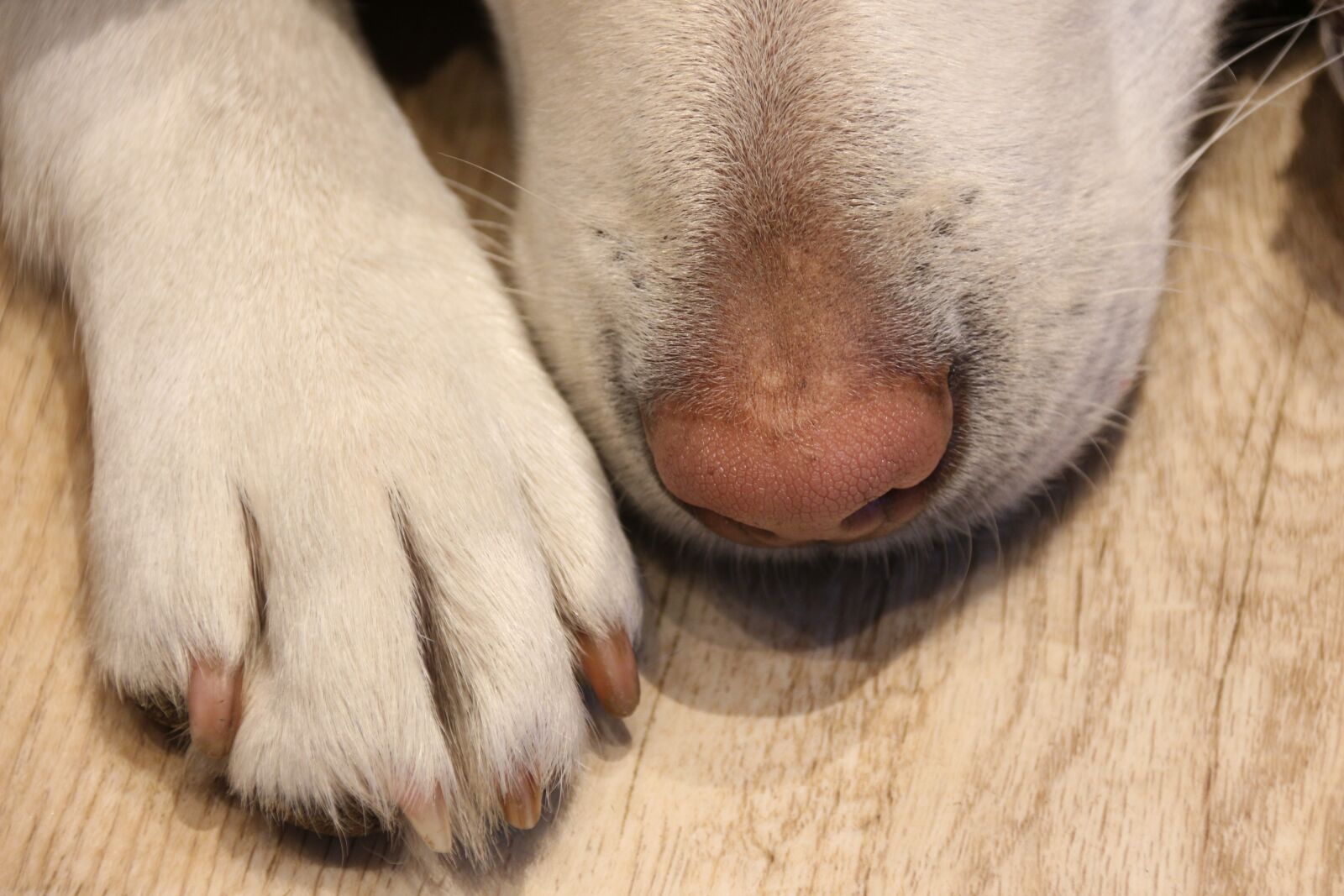 Canon EOS 700D (EOS Rebel T5i / EOS Kiss X7i) sample photo. Dog, paw, animal photography
