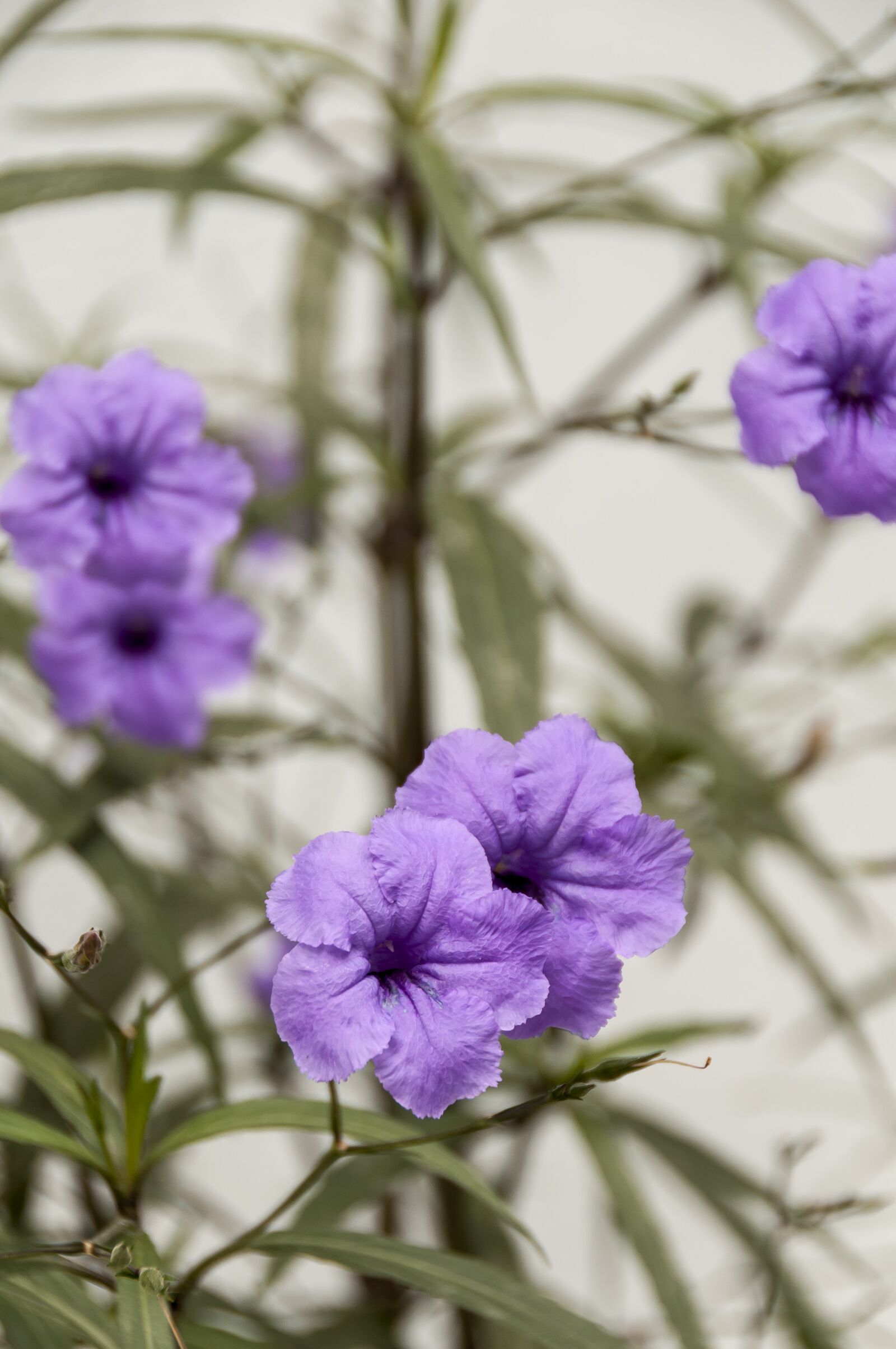 Nikon D300 sample photo. Petunia, purple flowers, violet photography