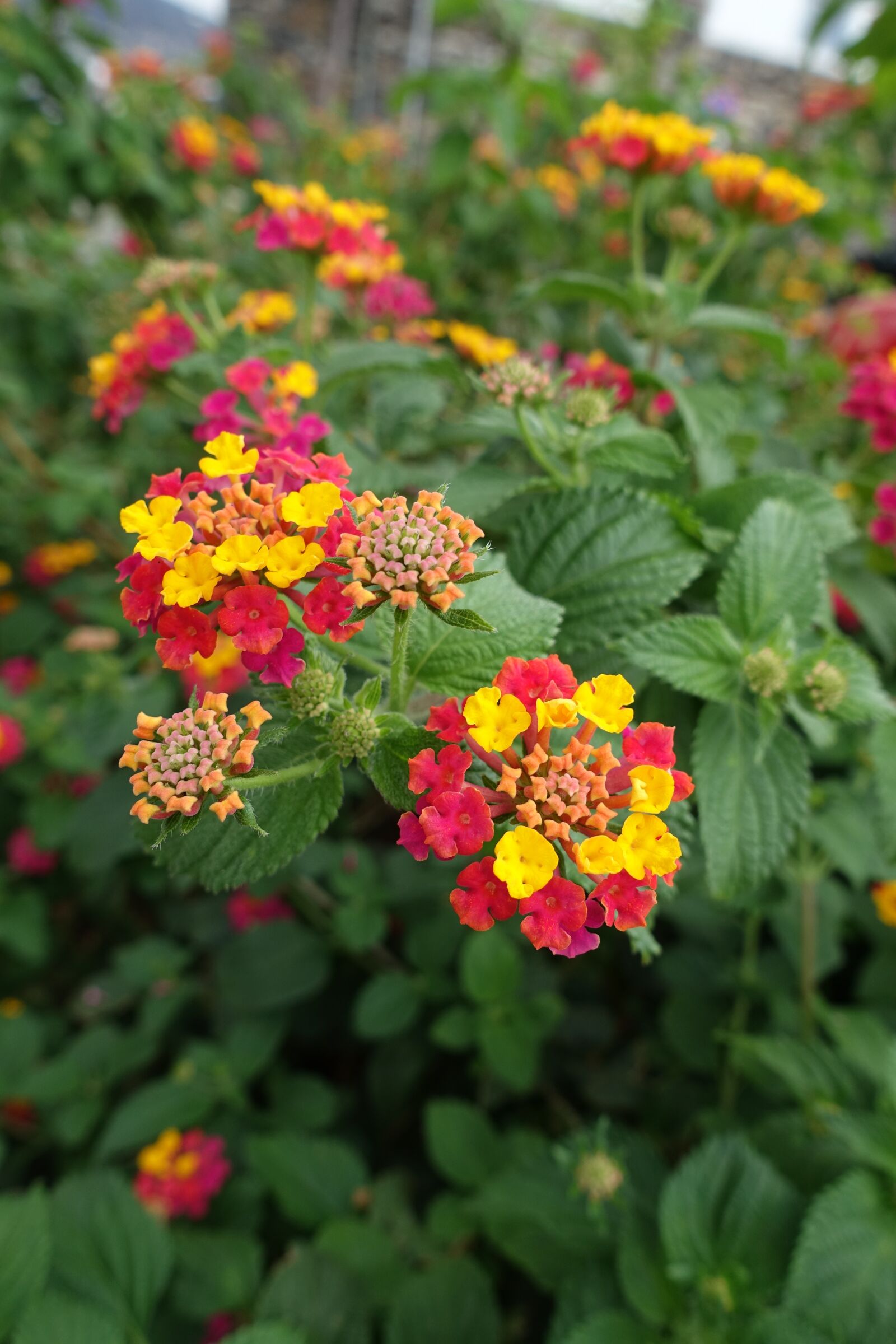 Sony Cyber-shot DSC-RX100 III sample photo. Macro, summer, flowers photography