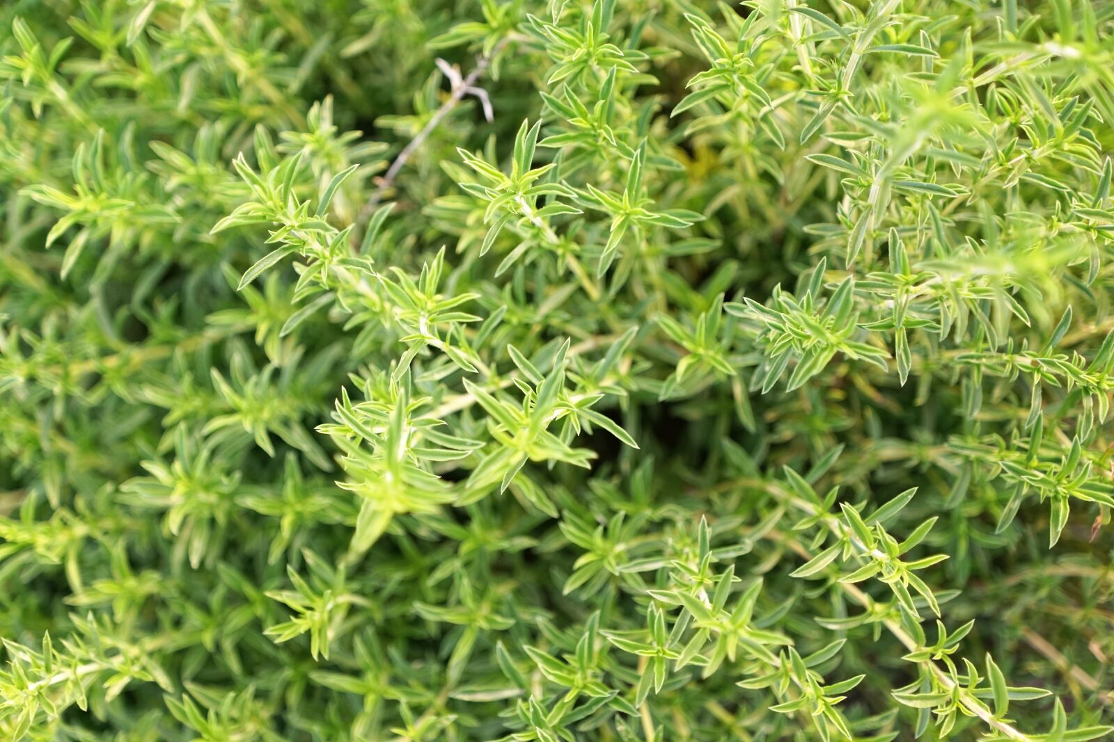 Sony ILCA-77M2 + Sony DT 16-50mm F2.8 SSM sample photo. Herb, field, green photography