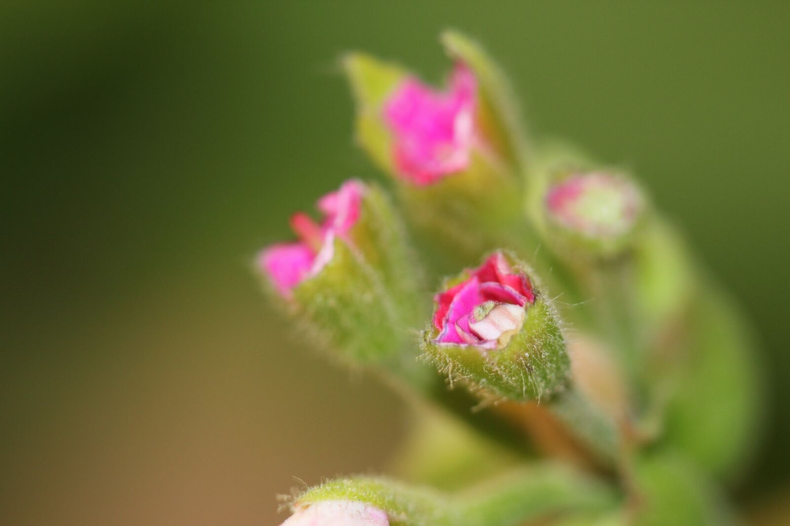 Canon EOS 550D (EOS Rebel T2i / EOS Kiss X4) sample photo. Green, plant, background photography