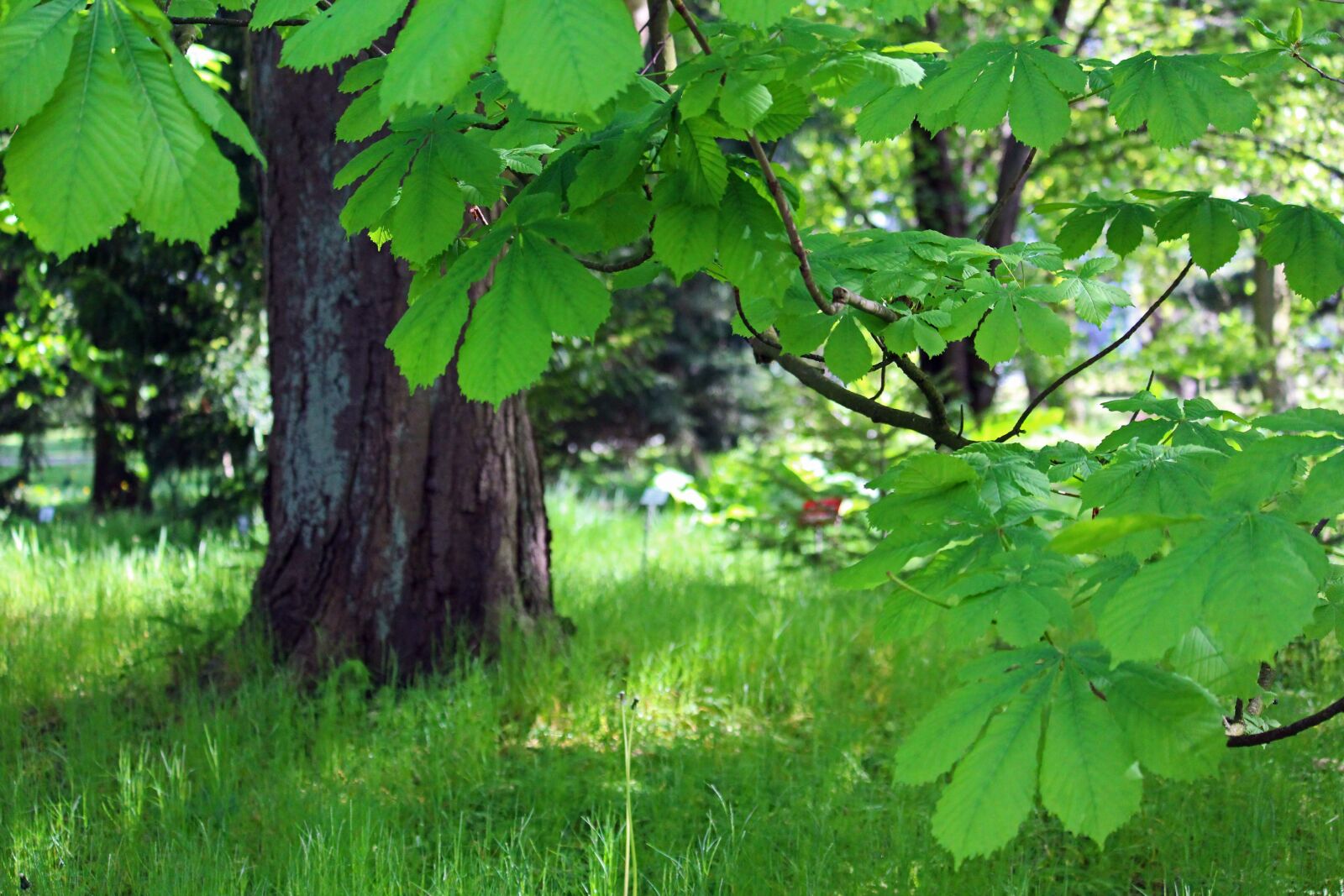 Canon EF-S 55-250mm F4-5.6 IS STM sample photo. Chestnut tree, tree, chestnut photography