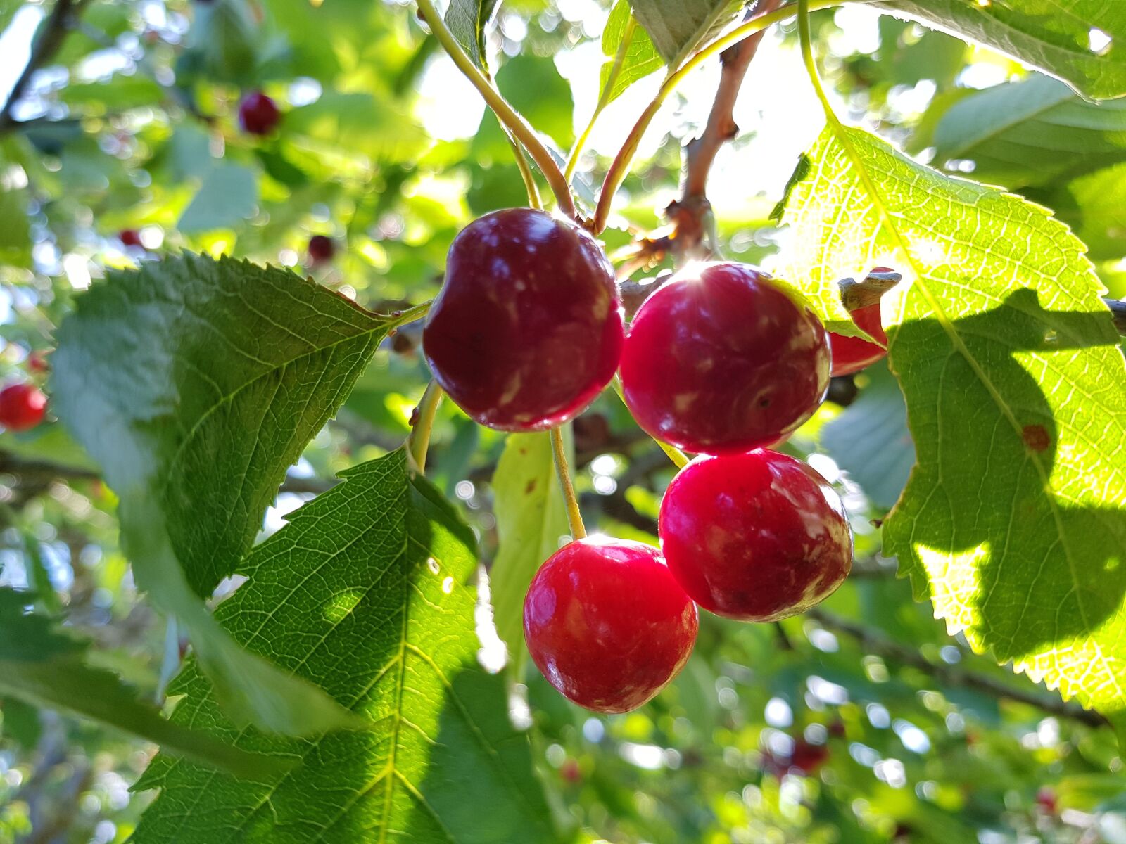 Samsung Galaxy S8+ sample photo. Biggarå, garden, red photography