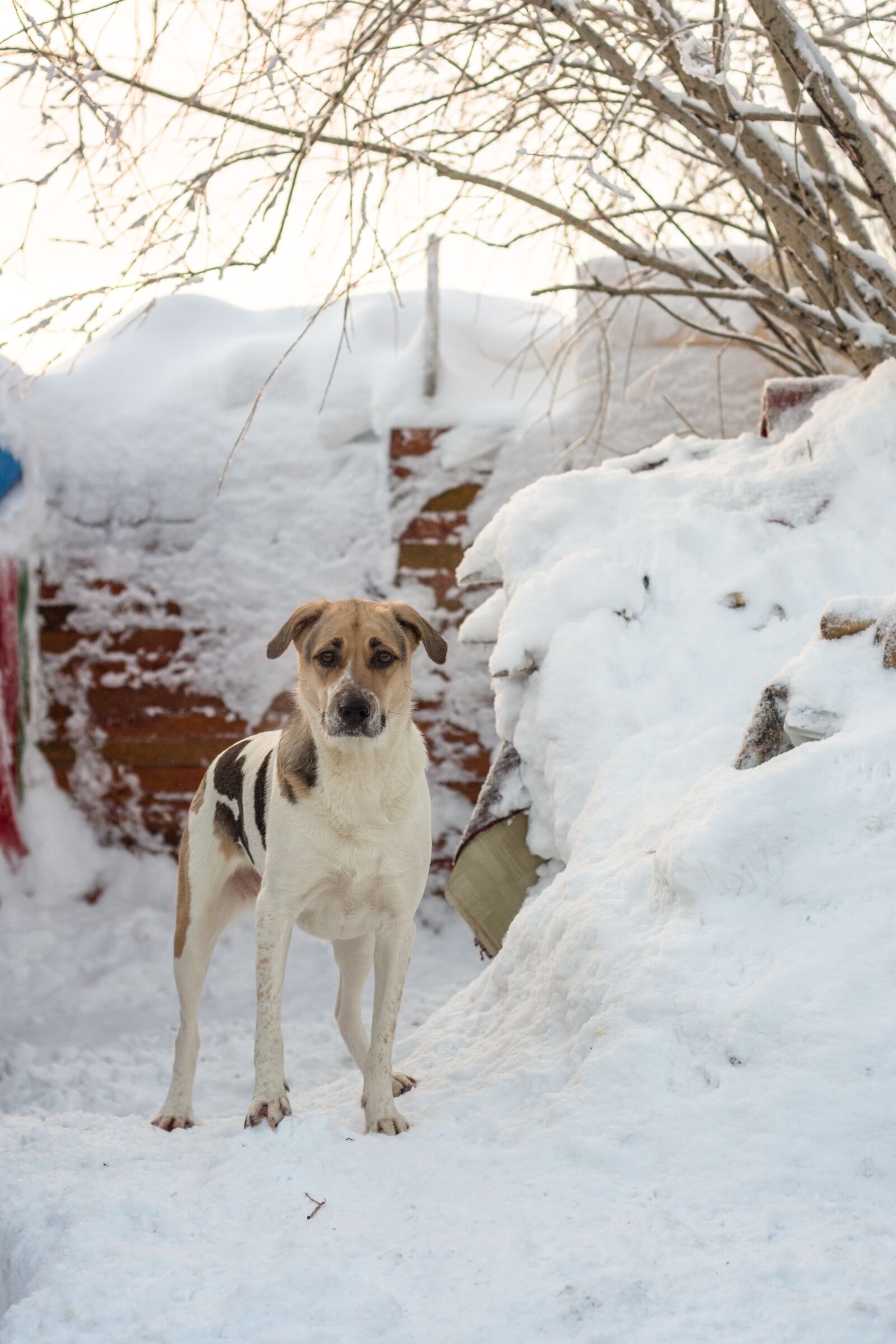 Nikon D7200 sample photo. Dog, winter, day photography