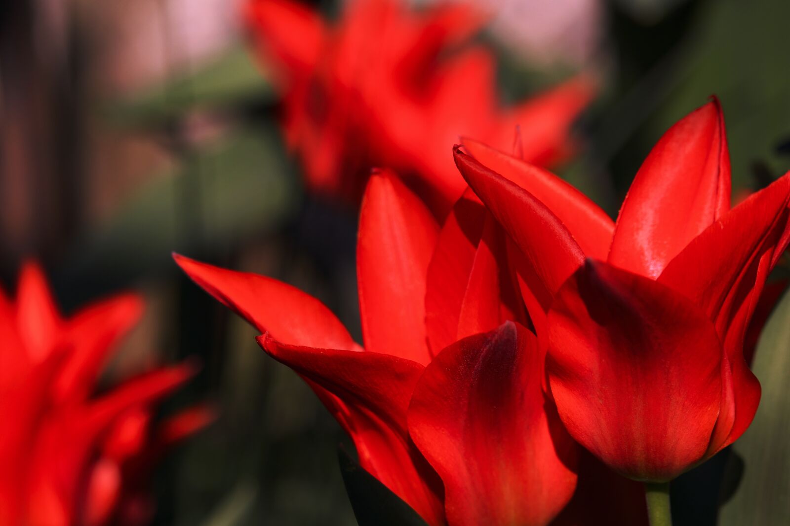 Canon EOS 700D (EOS Rebel T5i / EOS Kiss X7i) sample photo. Red tulips, tulips, red photography