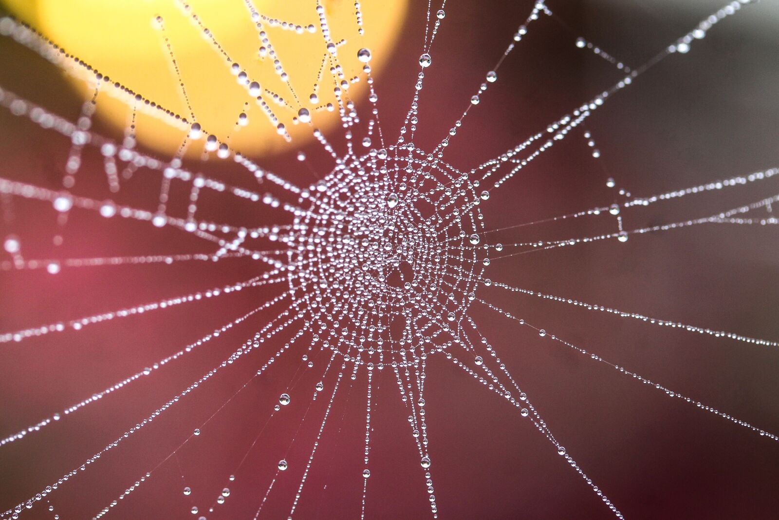 Canon EF-S 60mm F2.8 Macro USM sample photo. Web, water droplets, dew photography