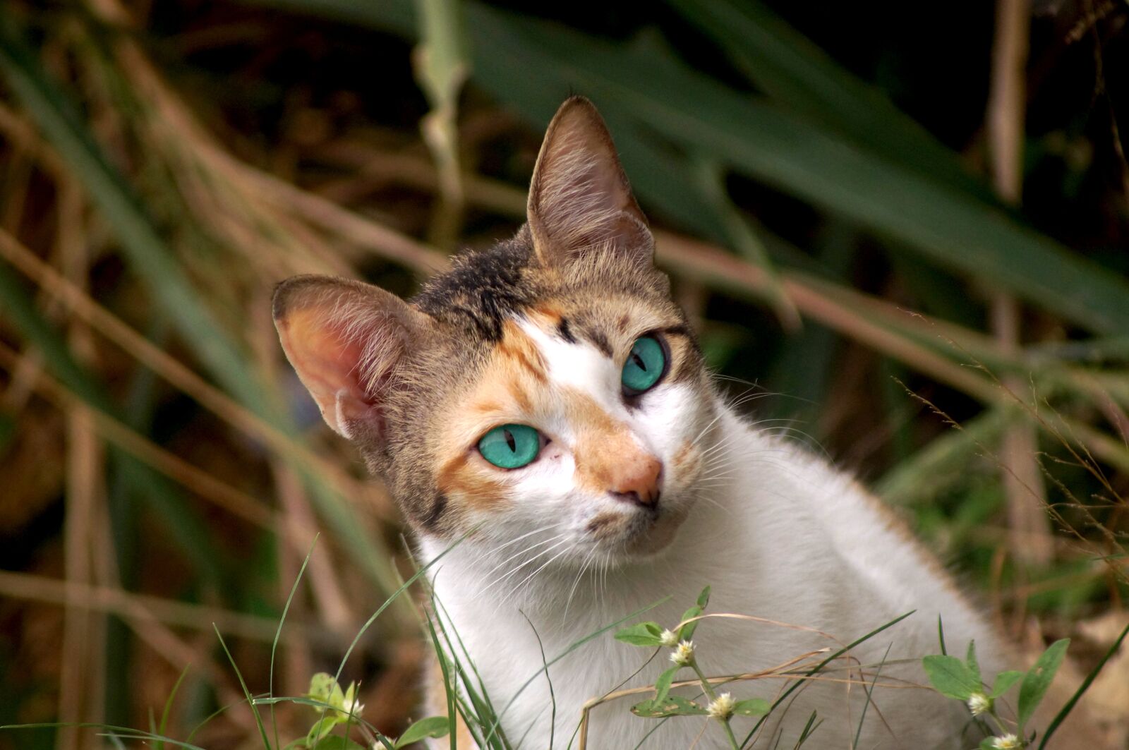 Sony SLT-A37 sample photo. Cute, nature, animal photography