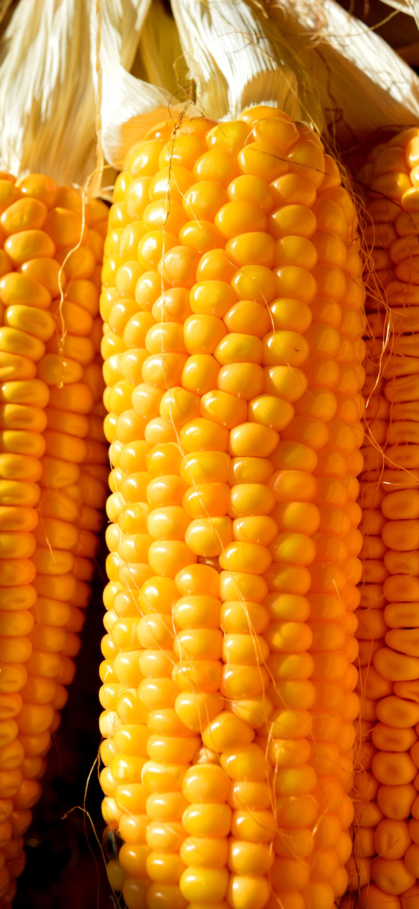 Nikon D3200 sample photo. Corn on the cob photography