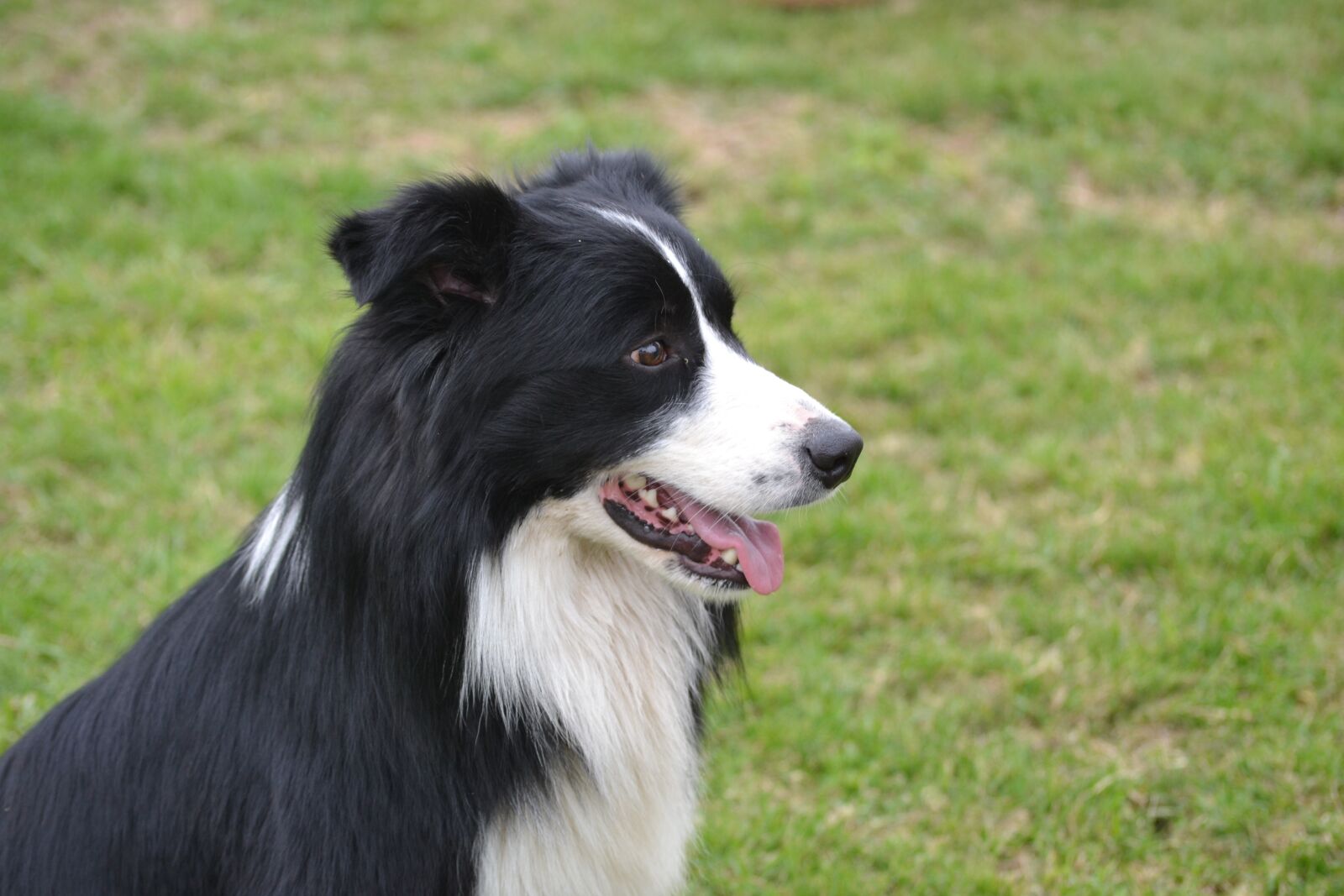 Nikon D3100 sample photo. Border collie, dog, pet photography