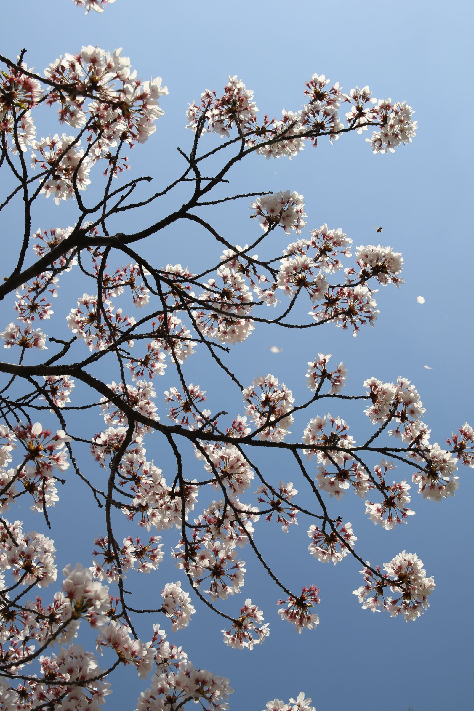 Canon EOS 7D Mark II sample photo. Cherry blossom, april, spring photography
