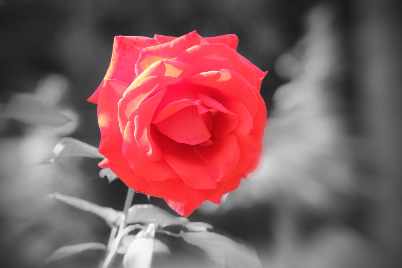 Canon EOS 550D (EOS Rebel T2i / EOS Kiss X4) sample photo. Rose, red, flower photography