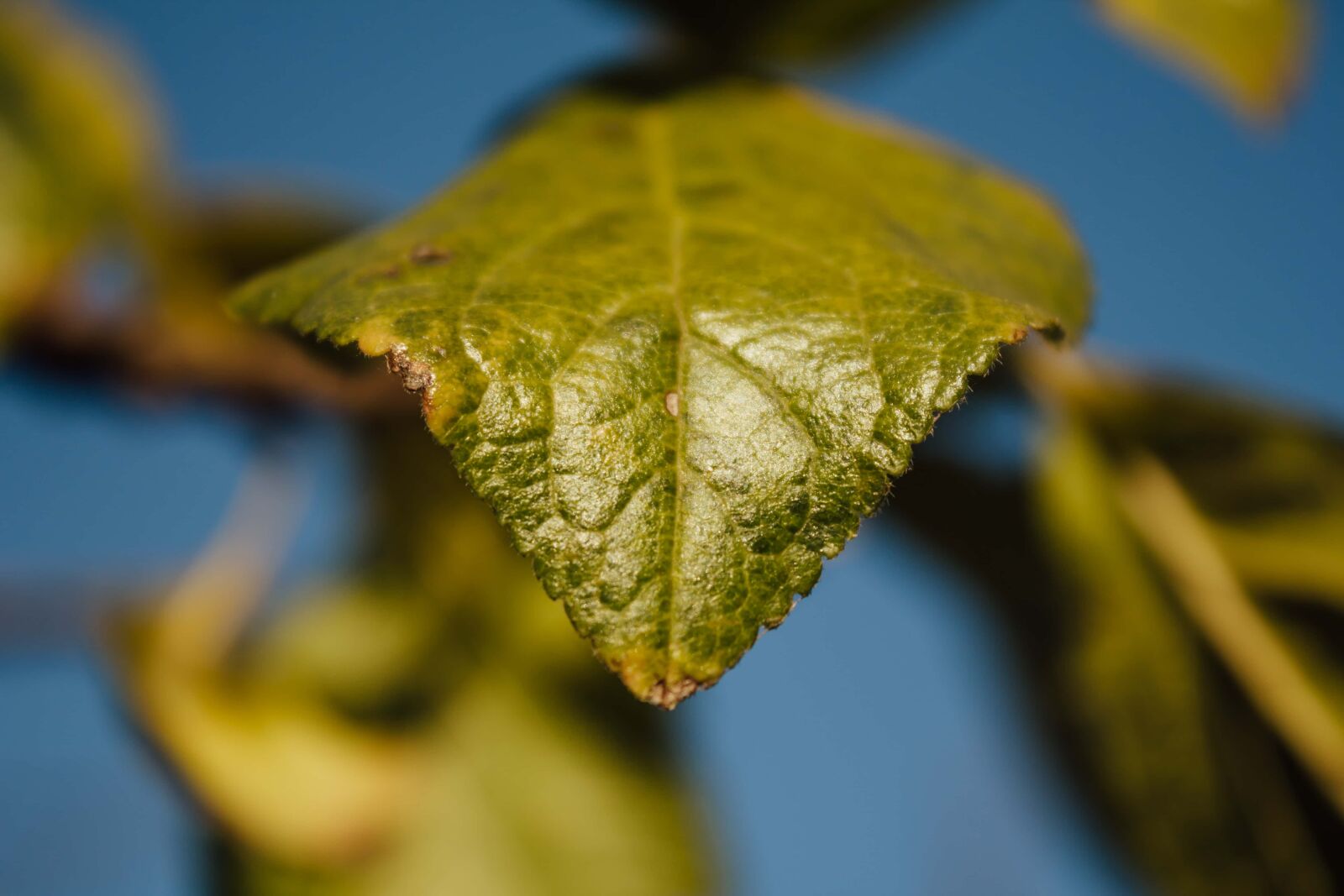 Canon EF-S 18-55mm F3.5-5.6 IS sample photo. Green leaves, leaves, leaf photography