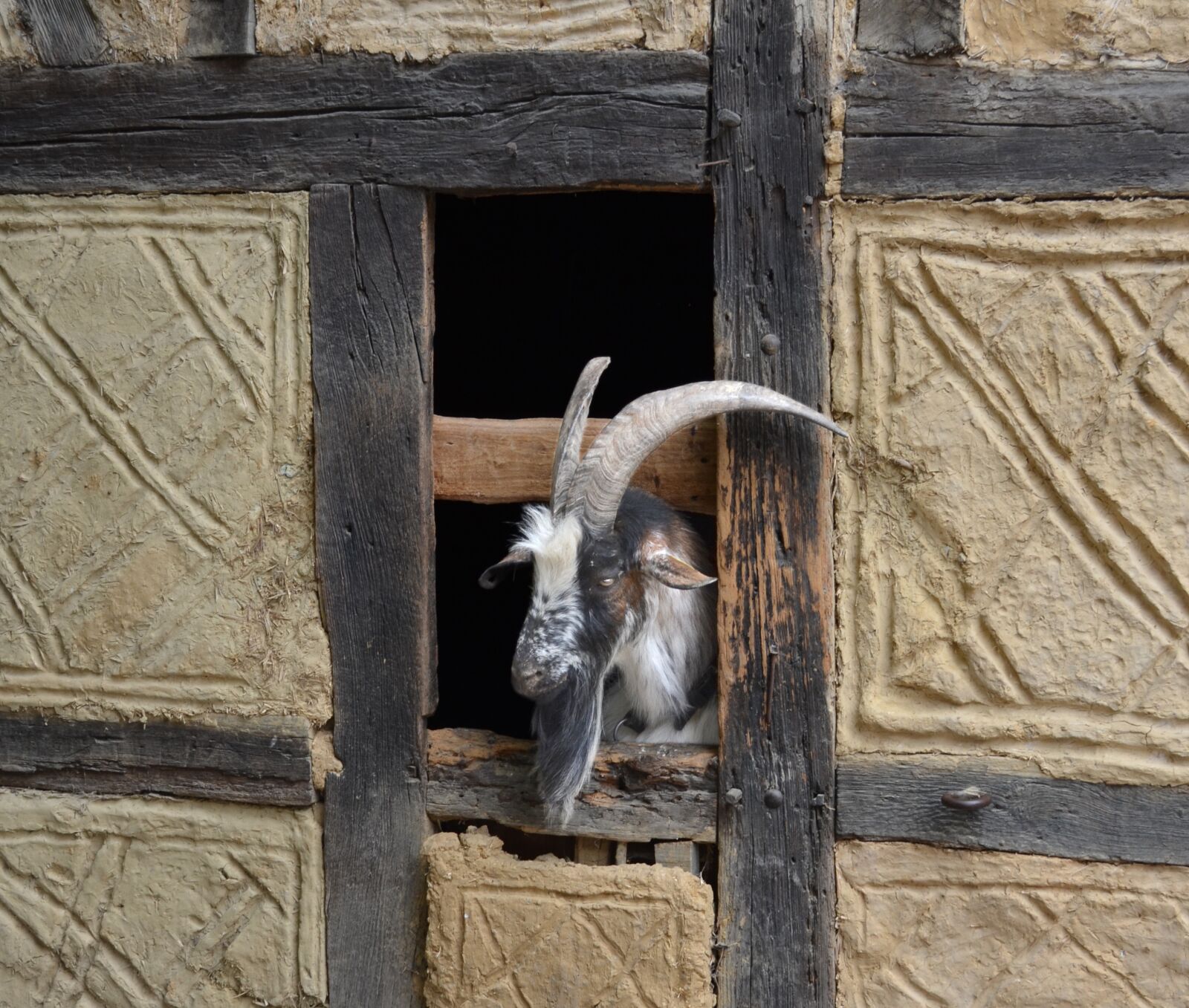 Nikon D5100 sample photo. Ecomuseum, alsace, ungersheim photography