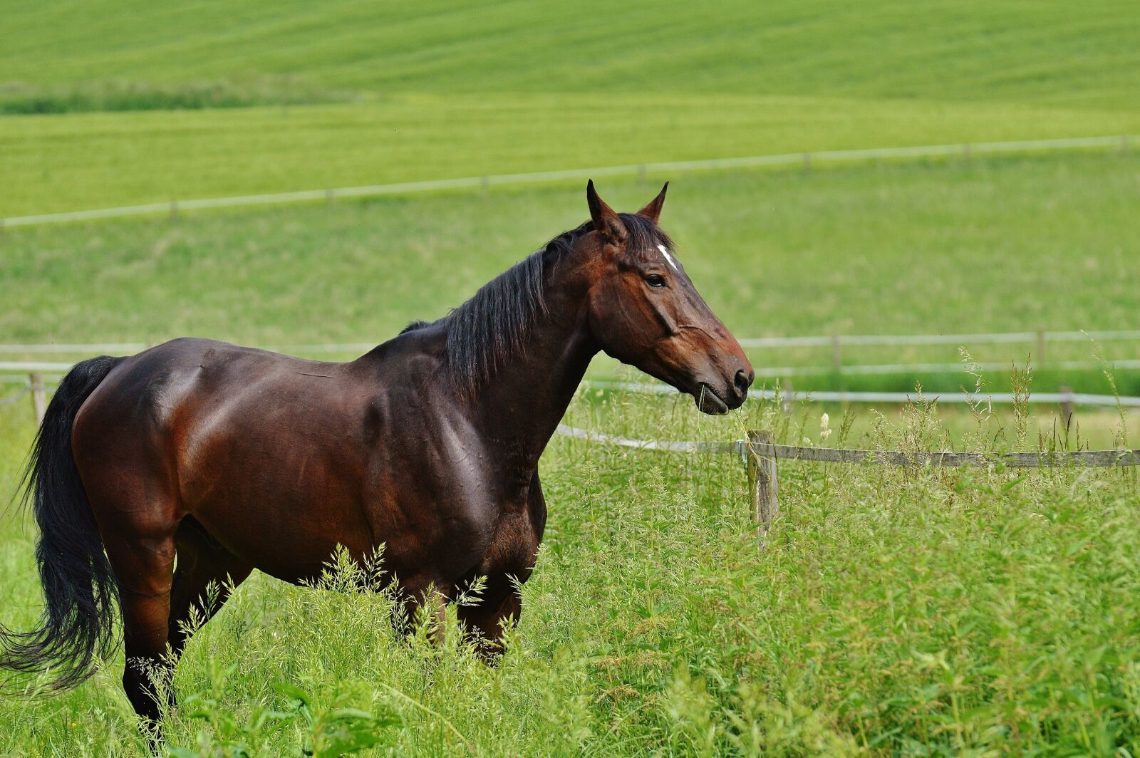 Nikon D3200 sample photo. Horse, coupling, stallion photography