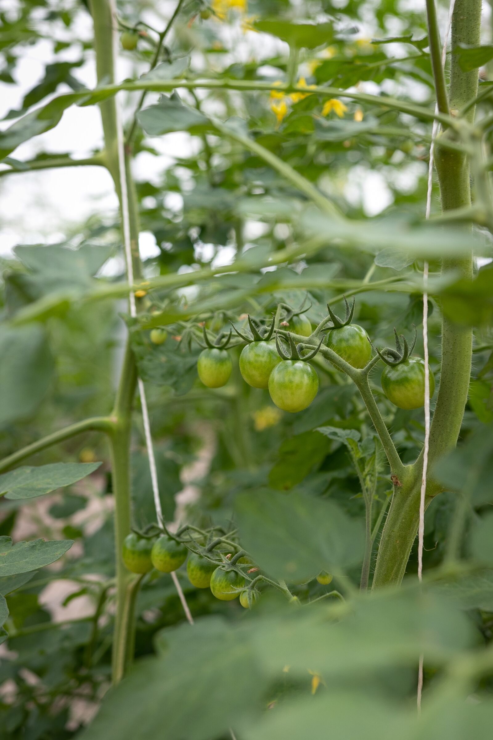 Canon 18-35mm F1.8 DC HSM | Art 013 sample photo. Tomato, green, vegetable photography