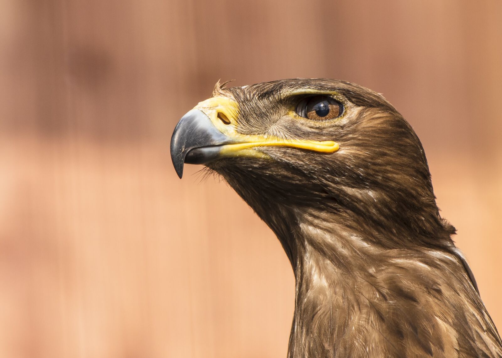 Canon EF 70-300 F4-5.6 IS II USM sample photo. Aquila nipalensis, wildlife, animal photography