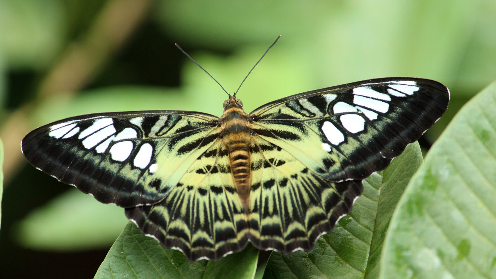 Canon EOS 1300D (EOS Rebel T6 / EOS Kiss X80) sample photo. Butterfly, indian, insect photography