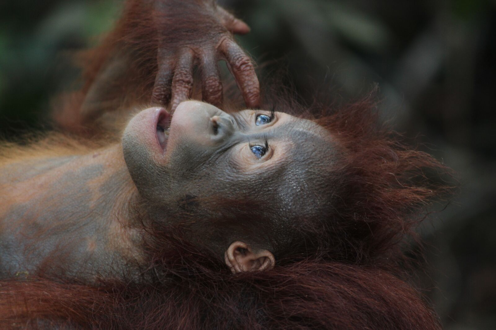 Canon EOS 600D (Rebel EOS T3i / EOS Kiss X5) sample photo. Wildlife, mammal, monkey photography