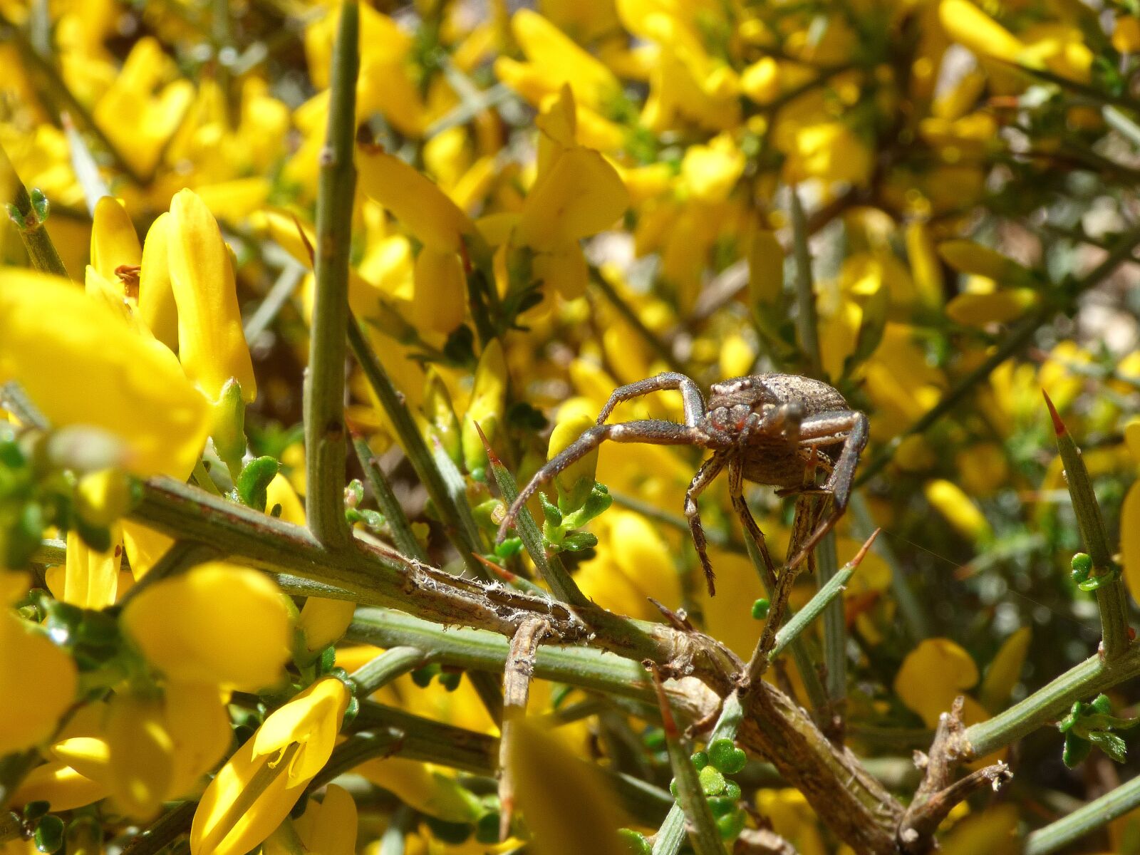 Panasonic Lumix DMC-FZ70 sample photo. Spider, arachnid, genista scorpius photography