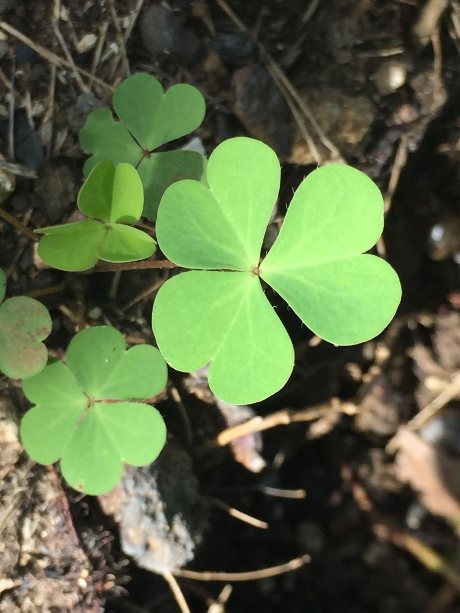 Apple iPhone 6 sample photo. Plant, clover, shamrock photography