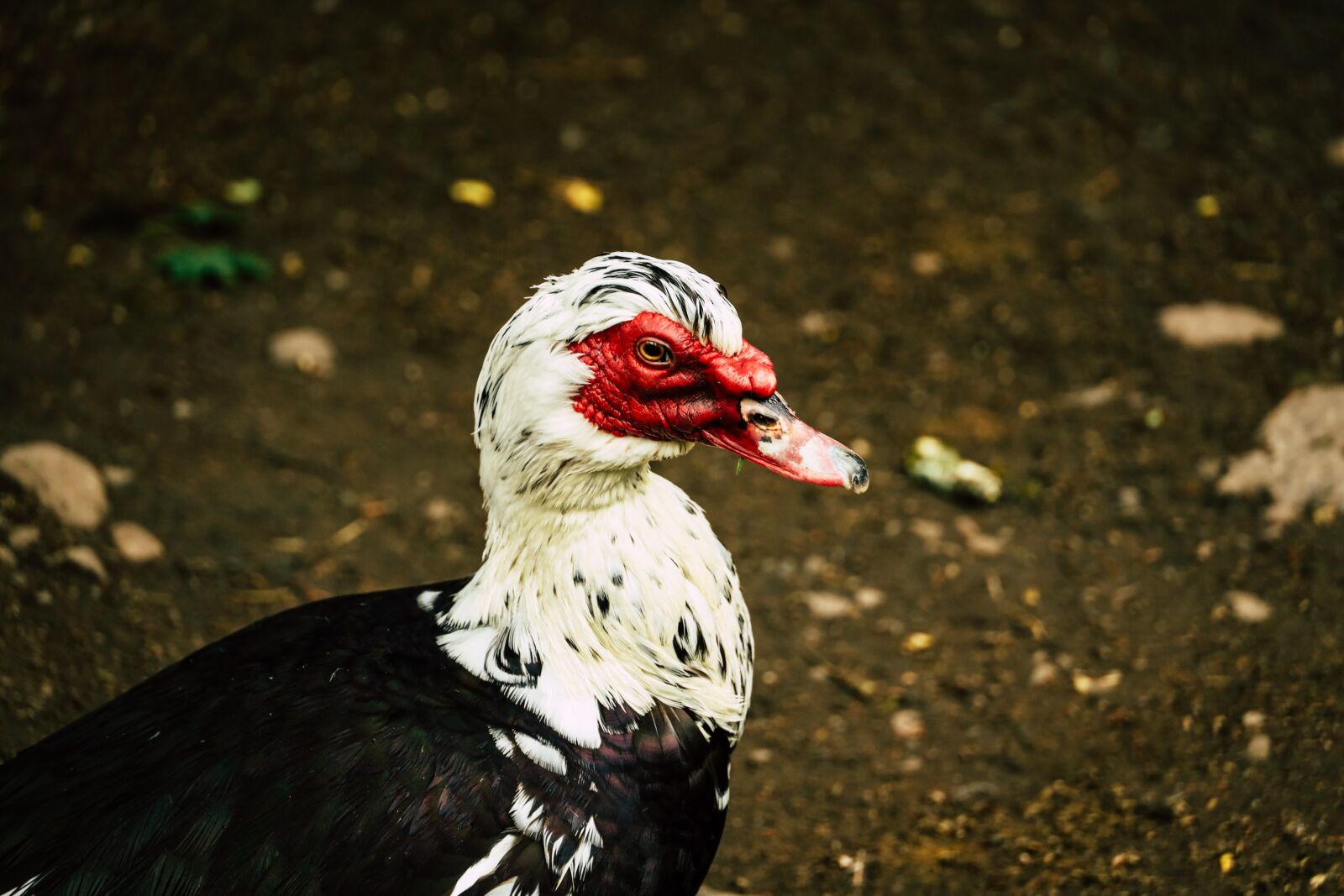 Canon RF 24-240mm F4-6.3 IS USM sample photo. Bird, animal, livestock photography