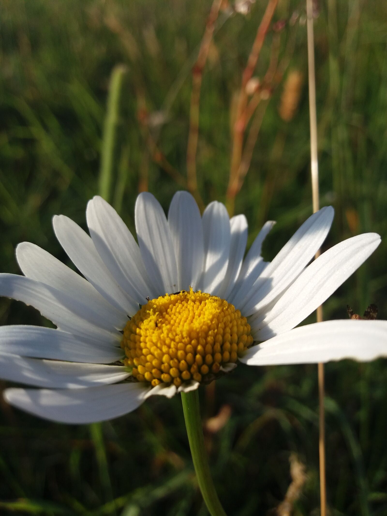Samsung Galaxy J5 sample photo. Flower, marguerite, meadow photography