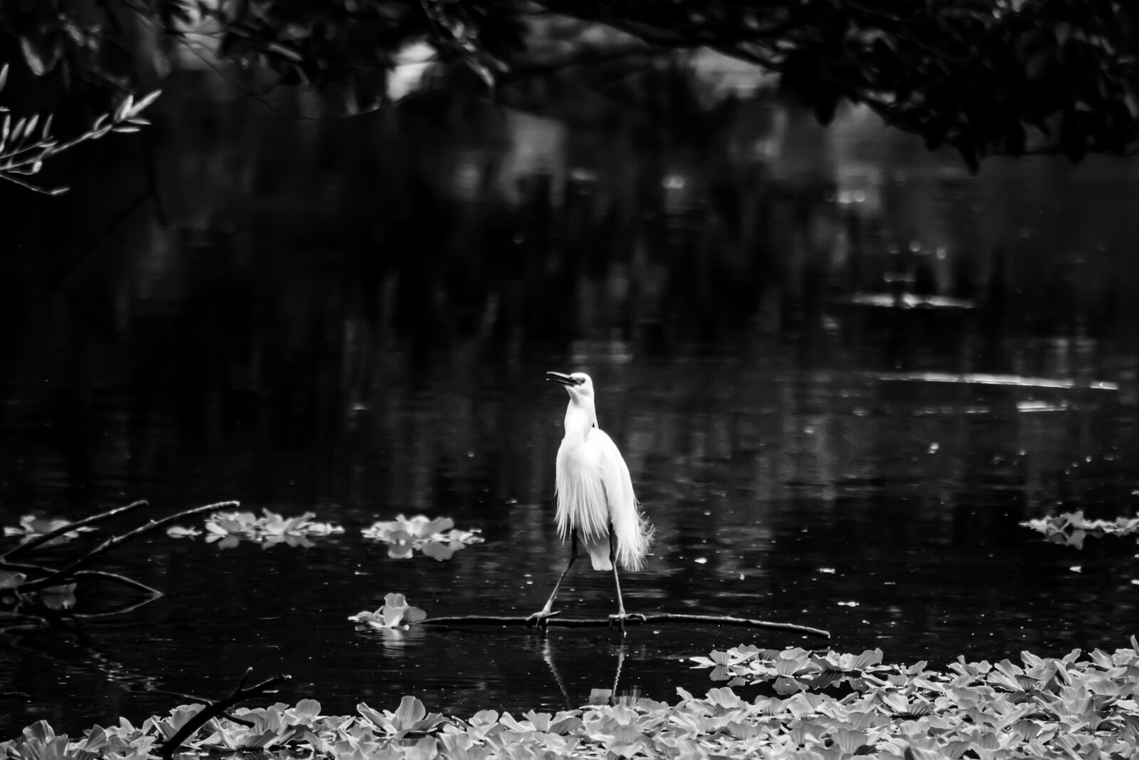 Nikon D5500 sample photo. Water, bird, monochrome photography