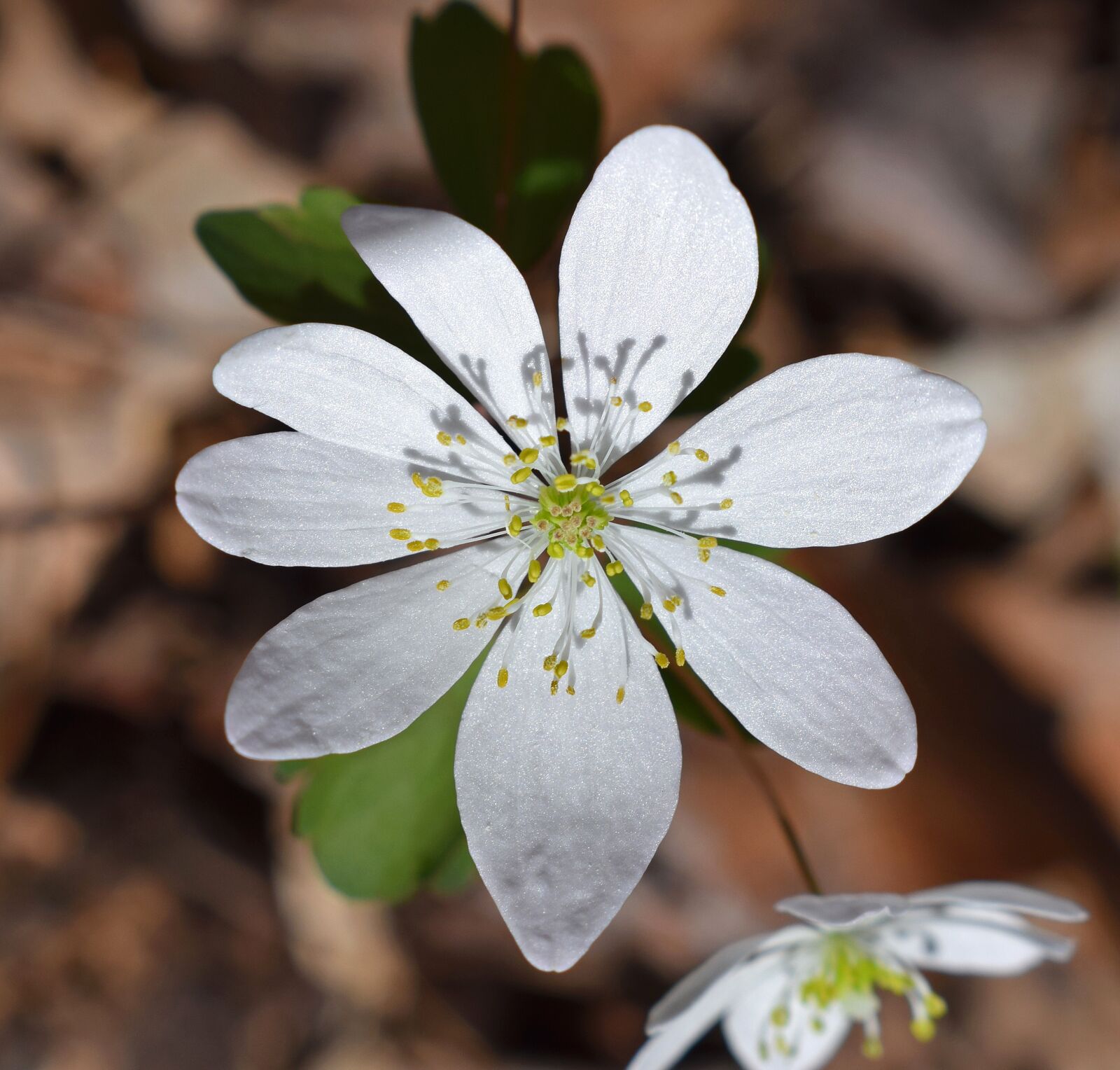 Nikon D3300 sample photo. Rue anemone, close-up, wildflower photography