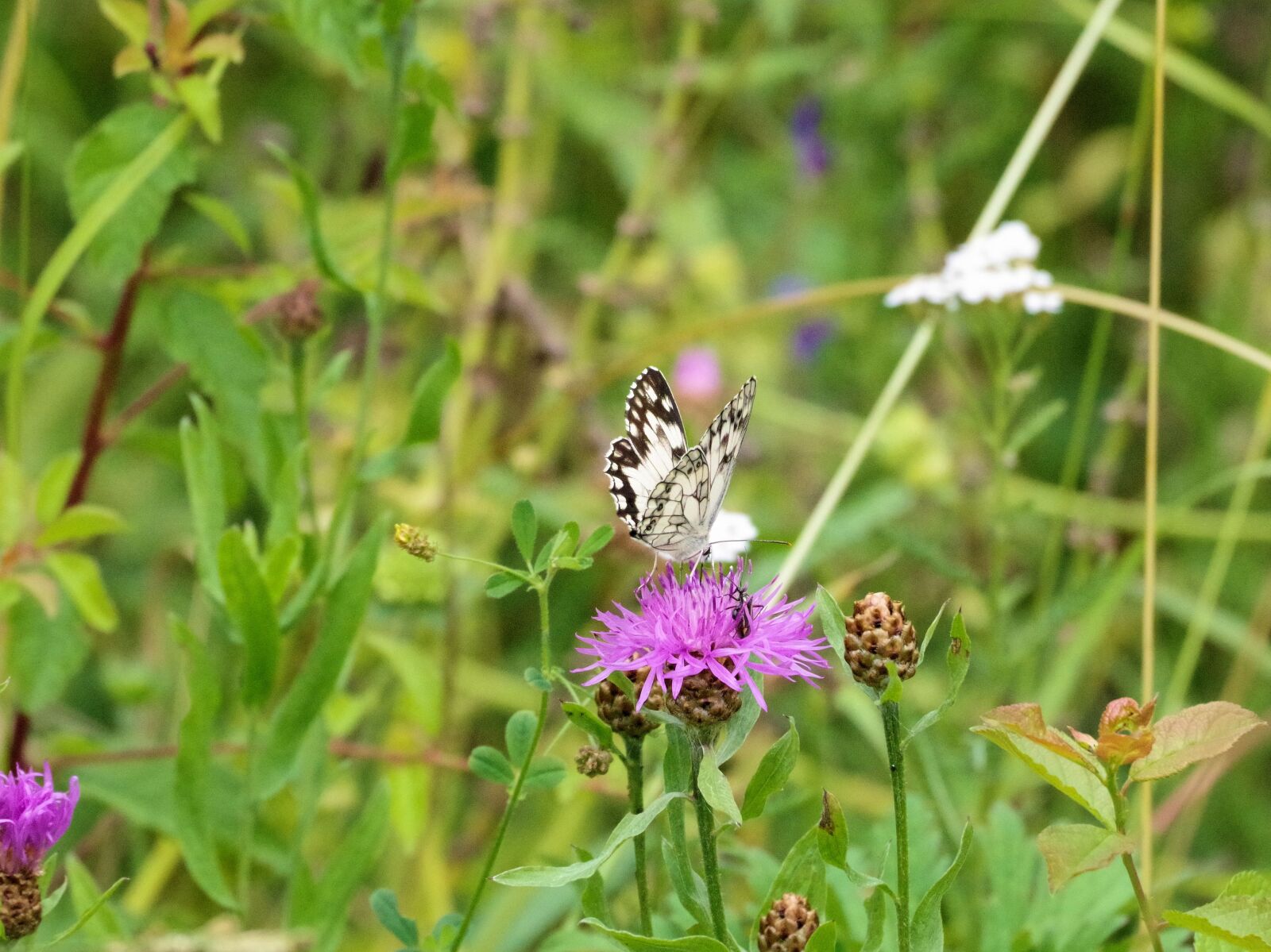 Pentax K-70 sample photo. Butterfly, chess board, nature photography