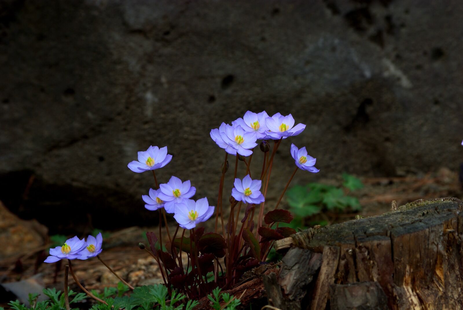 Samsung GX-10 sample photo. Nature, flowers, plants photography