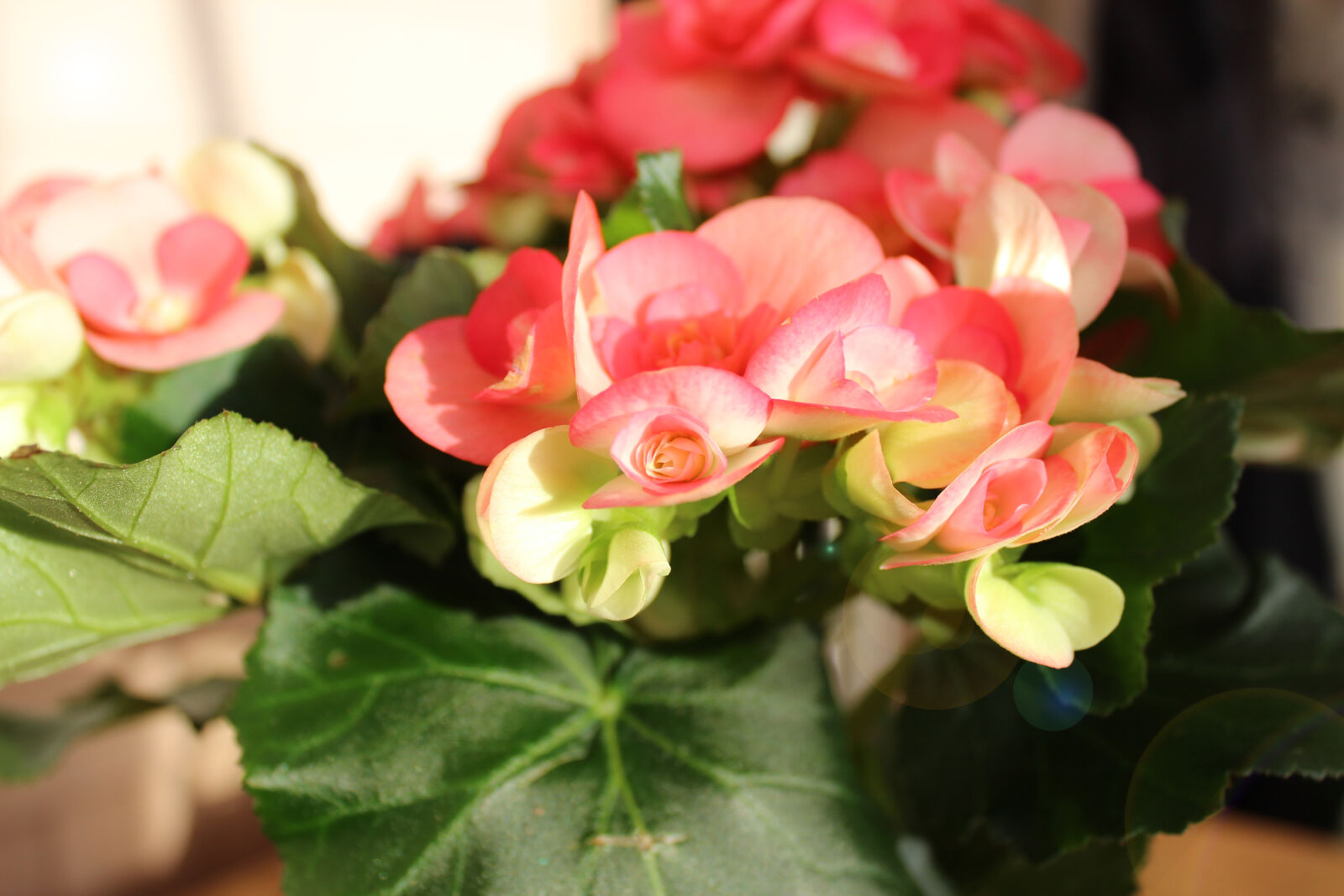 Canon EOS 1300D (EOS Rebel T6 / EOS Kiss X80) sample photo. Flowers, pink, flowers photography