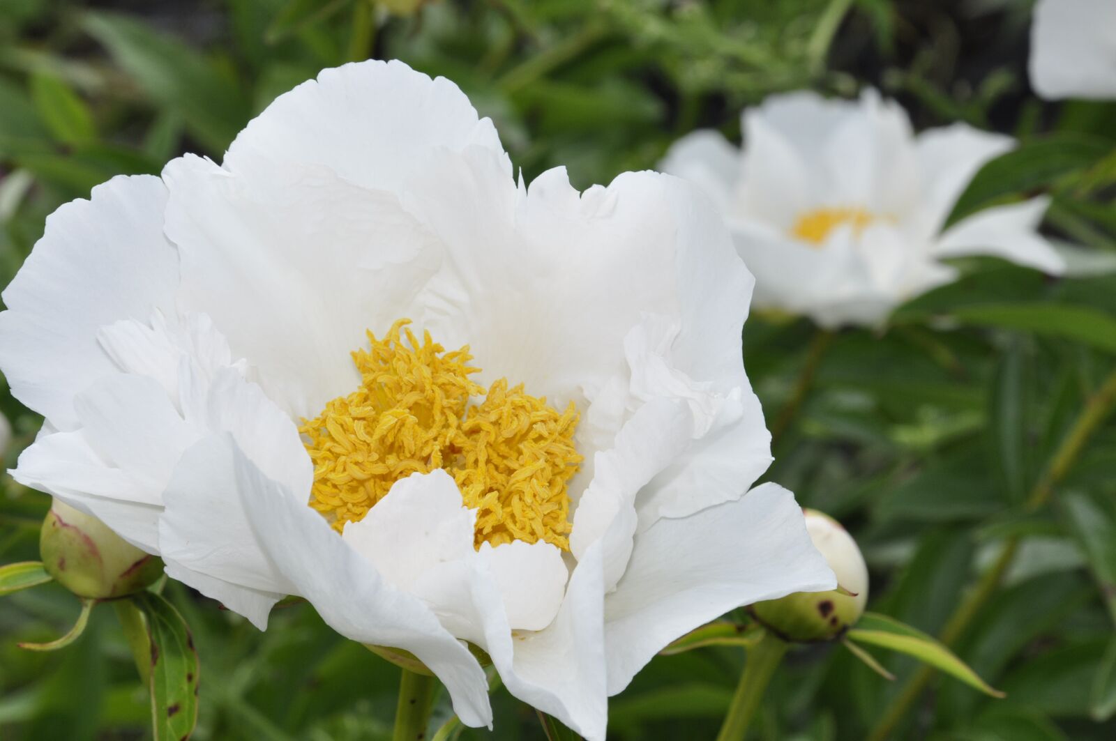 Nikon D90 sample photo. Dahlia, white, garden photography
