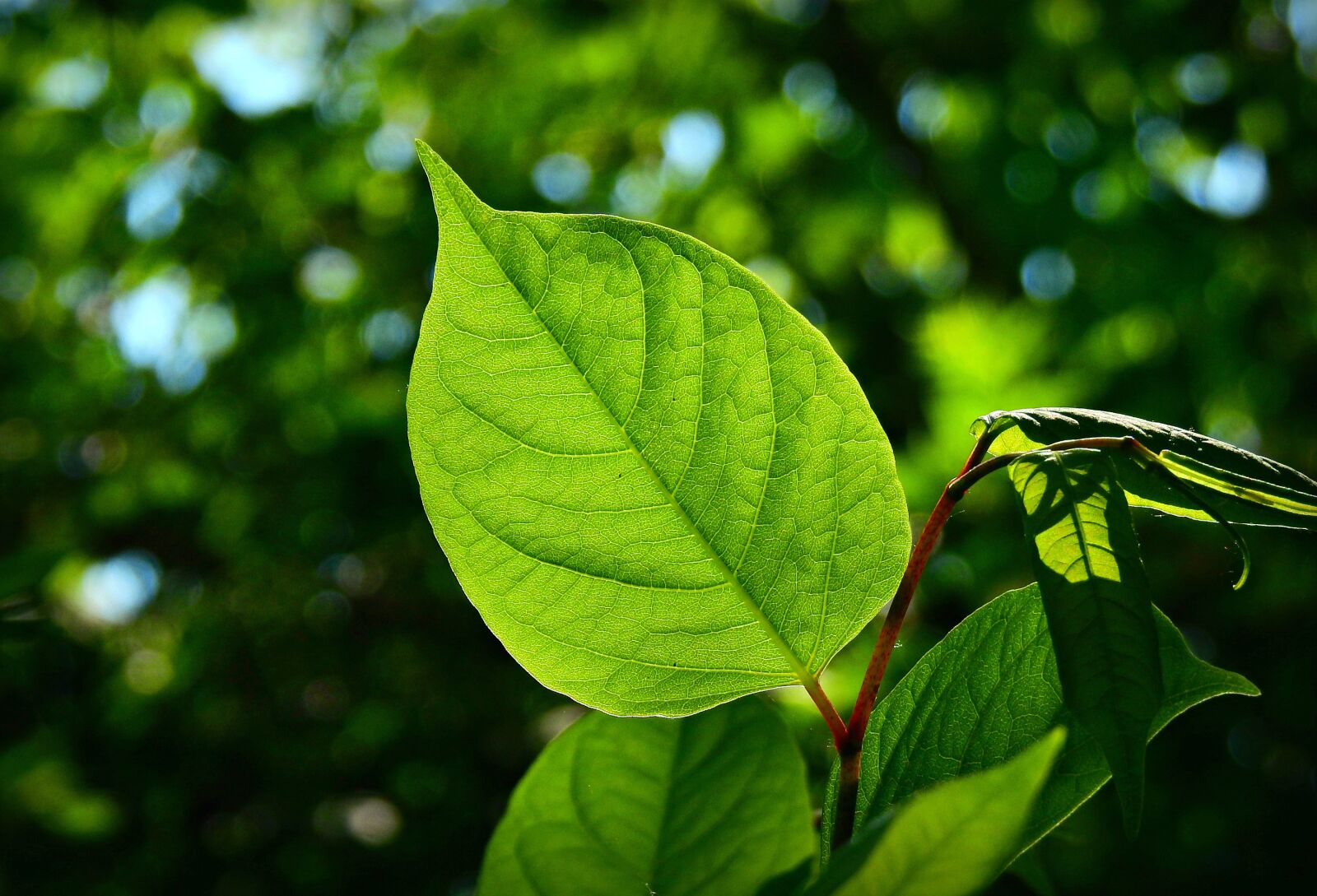 Nikon Coolpix P900 sample photo. Leaf, vein, pattern photography