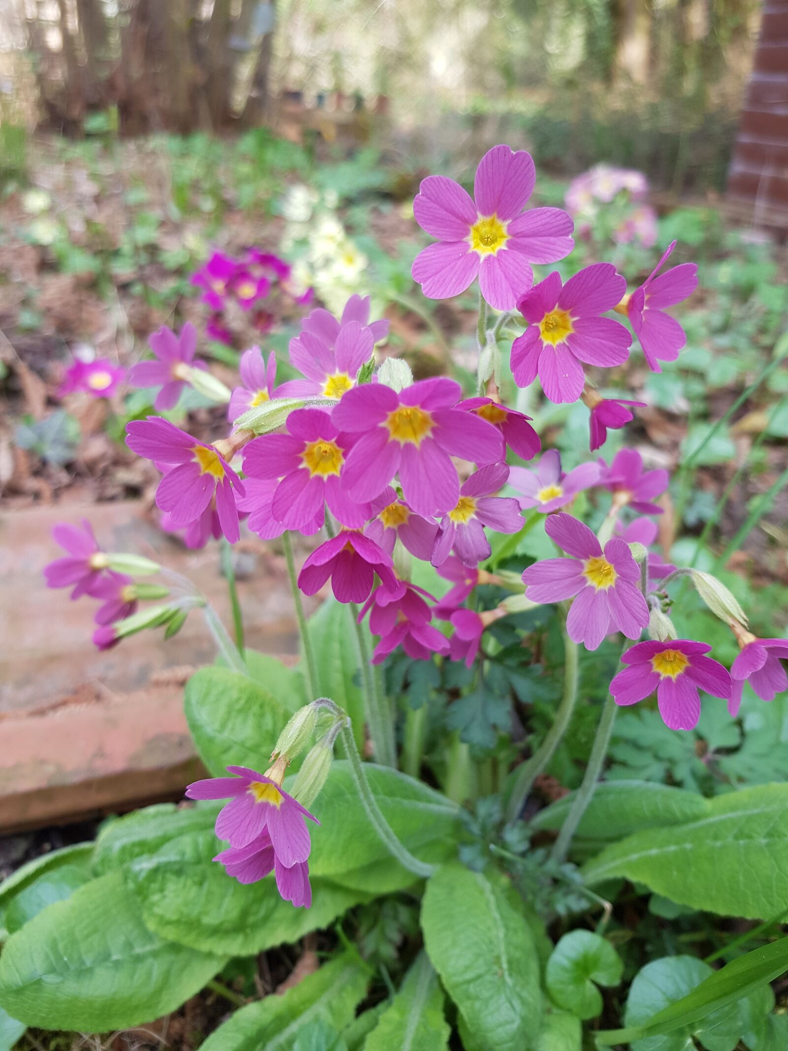 Samsung Galaxy S8 sample photo. Flower, nature, plant photography