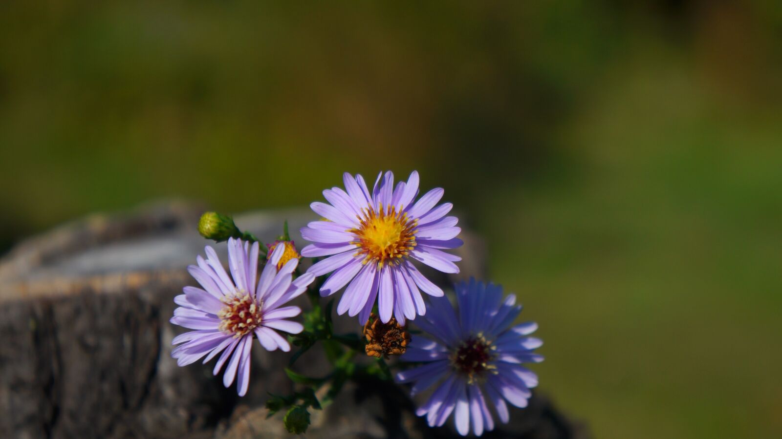 Sony Alpha a3000 + Sony E 18-55mm F3.5-5.6 OSS sample photo. Nature, plants, flowers photography
