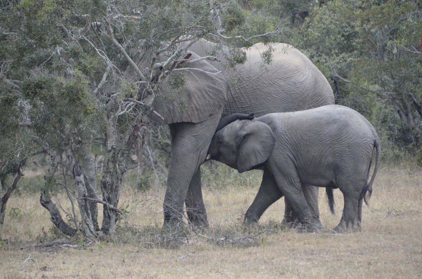 Nikon D7000 sample photo. Baby elephant, t t photography