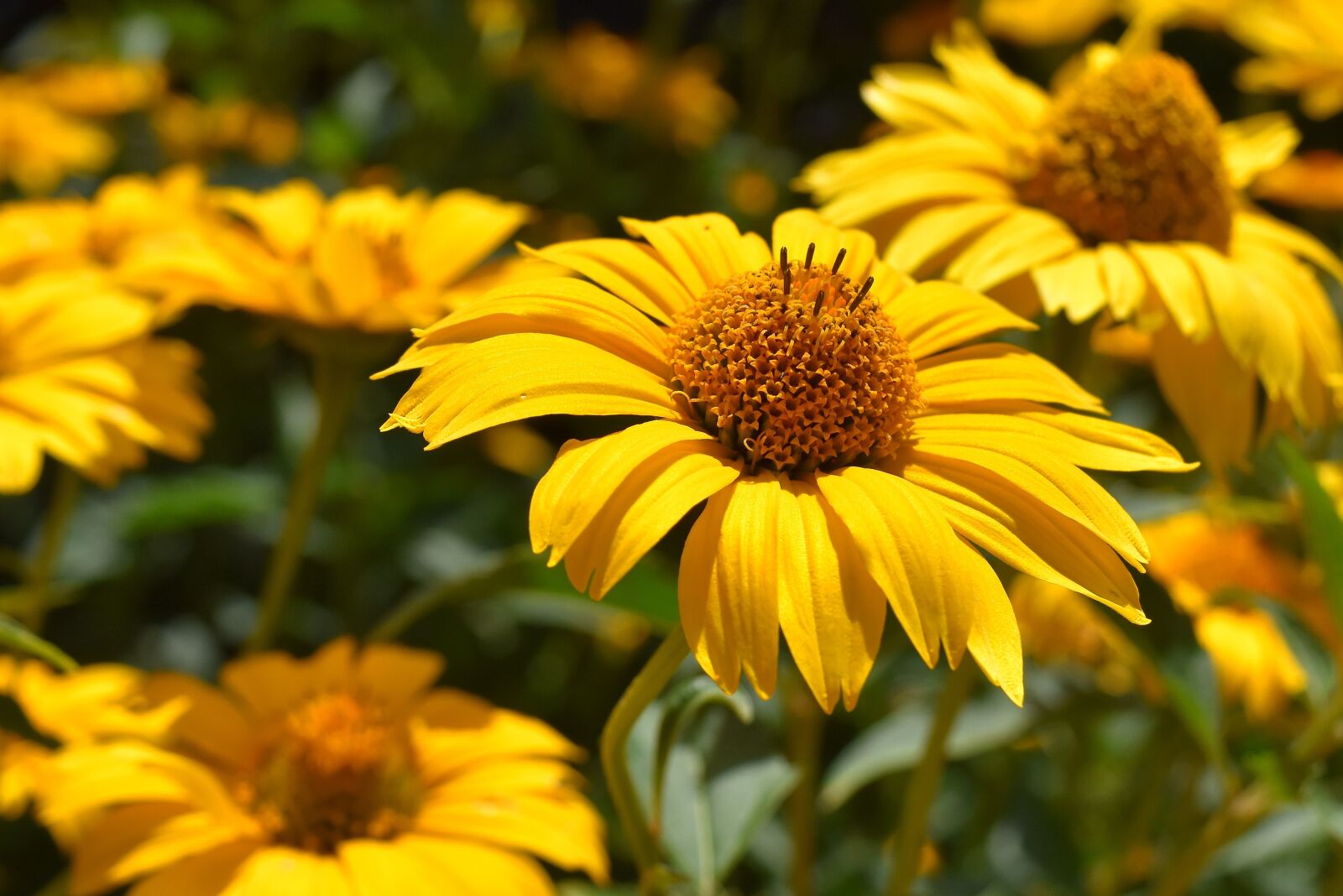 Nikon D7200 sample photo. Flowers, yellow, blossom photography