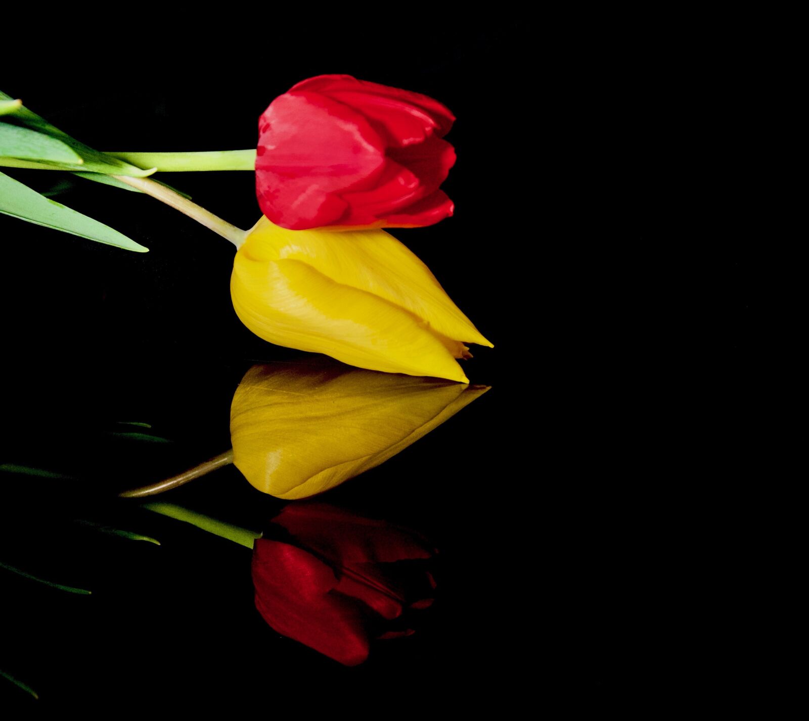 Nikon D500 sample photo. Tulips, flowers, reflection photography