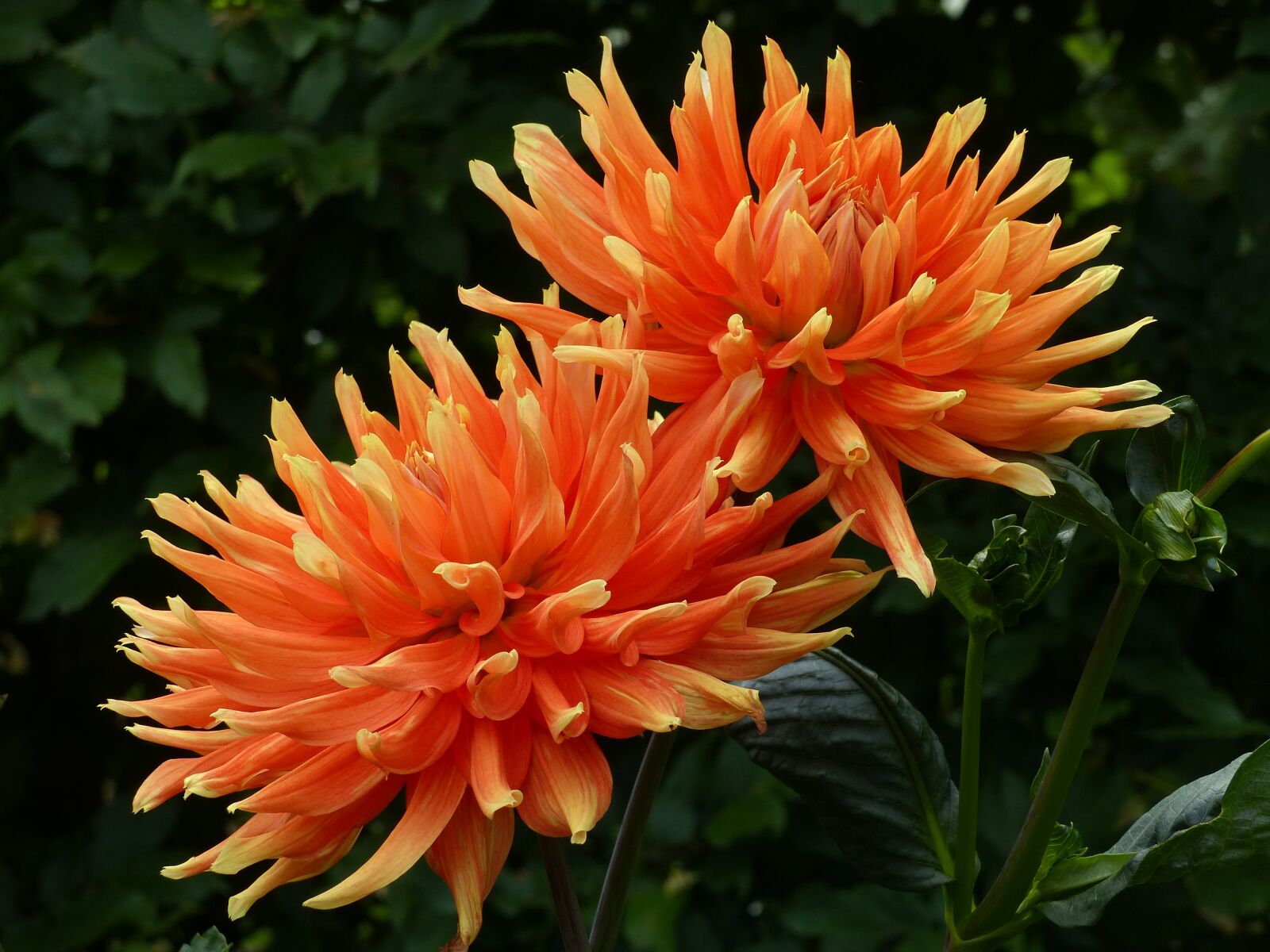 Panasonic Lumix DMC-FZ200 sample photo. Dahlia, plant, flowers photography