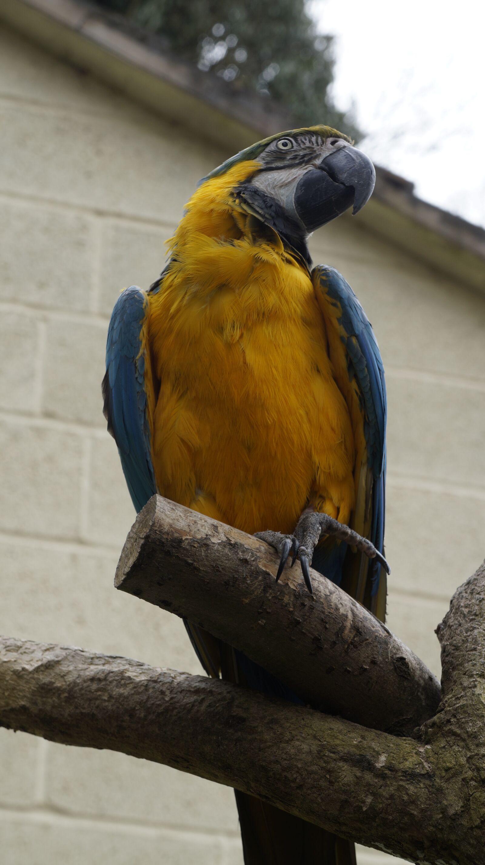 Sony Alpha a3000 sample photo. Parrot, bird, animal photography