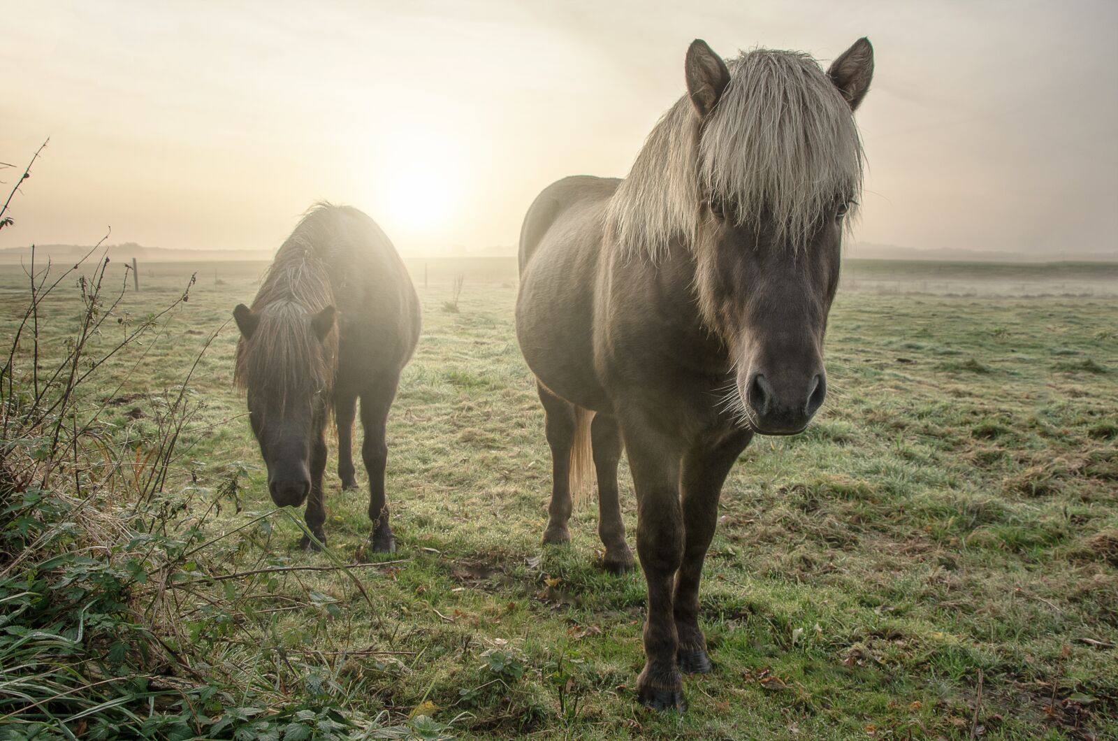 Nikon D5100 sample photo. Horses, field, animal photography