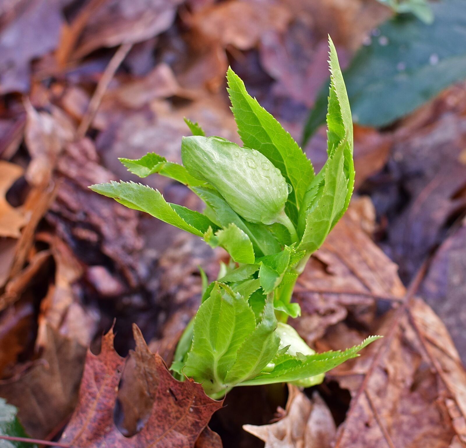 Nikon D3300 sample photo. Lenten rose in bud photography