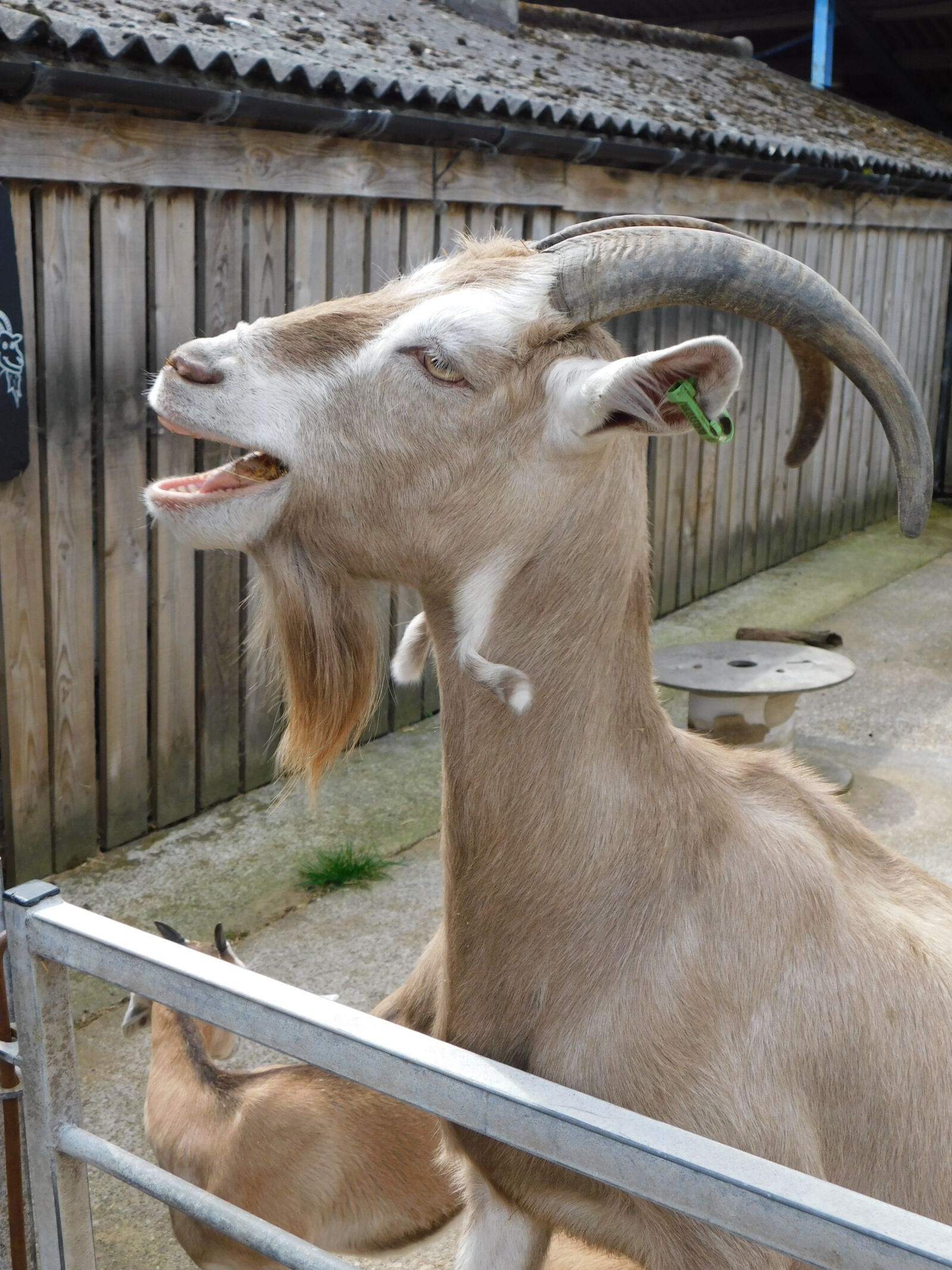 Nikon Coolpix B500 sample photo. Goat photography