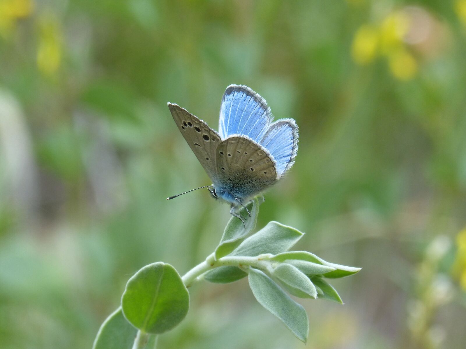 Panasonic DMC-FZ62 sample photo. Pseudophilotes panoptes, blue butterfly photography