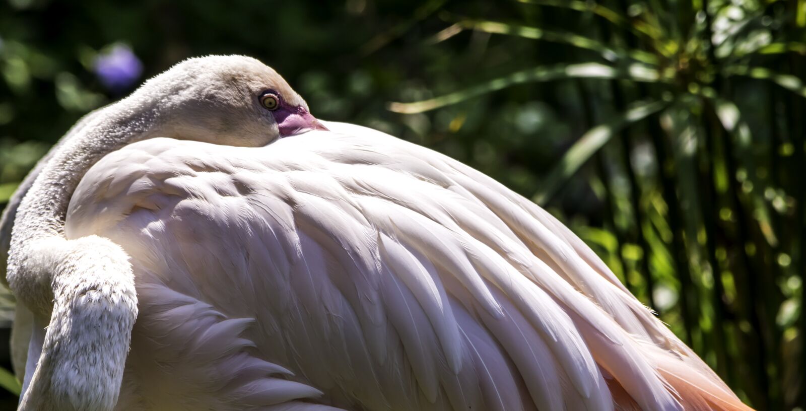 Nikon D5500 sample photo. Bird, nature, feather photography