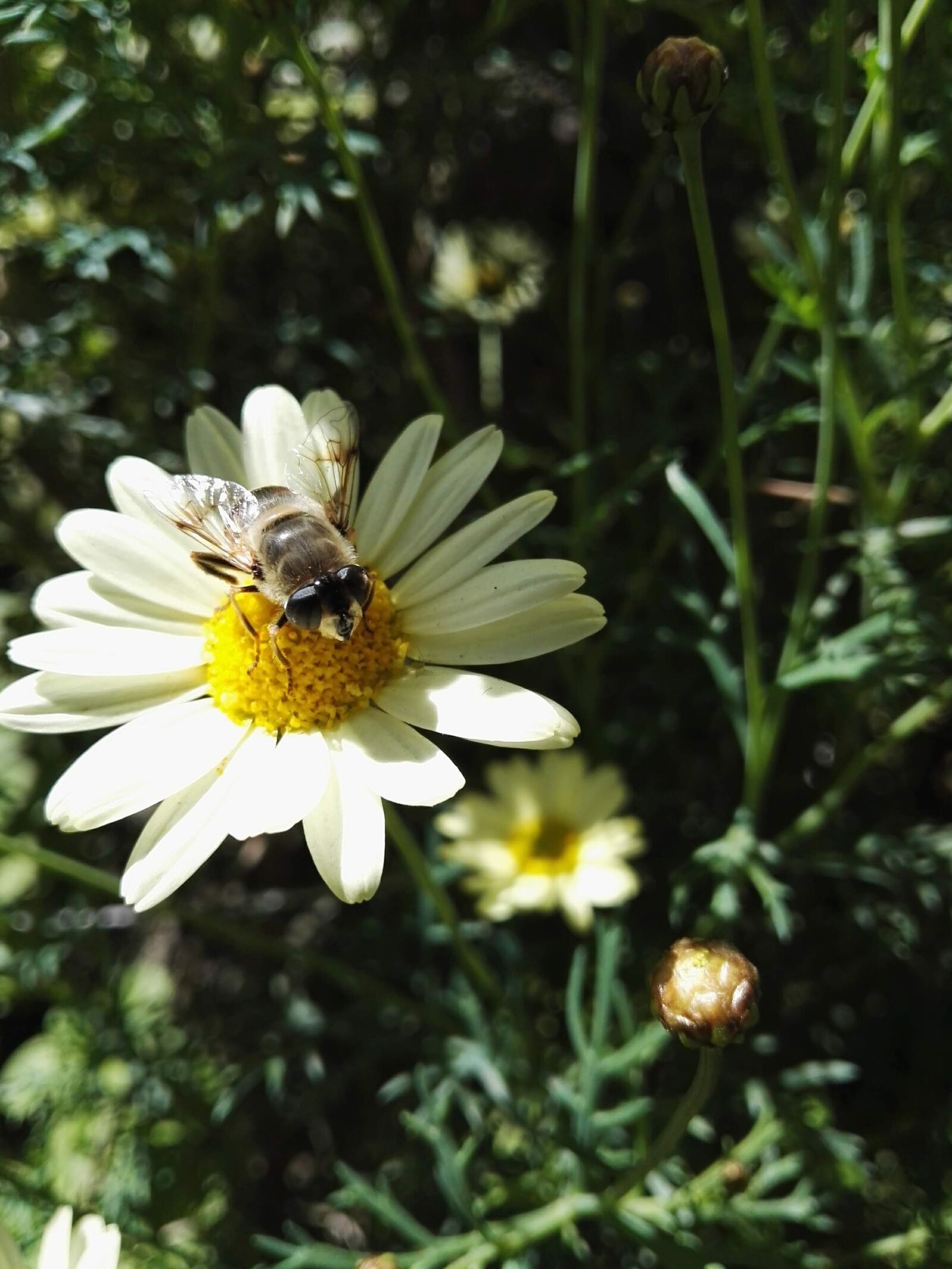 HUAWEI P8 sample photo. Bee, flower, insects photography