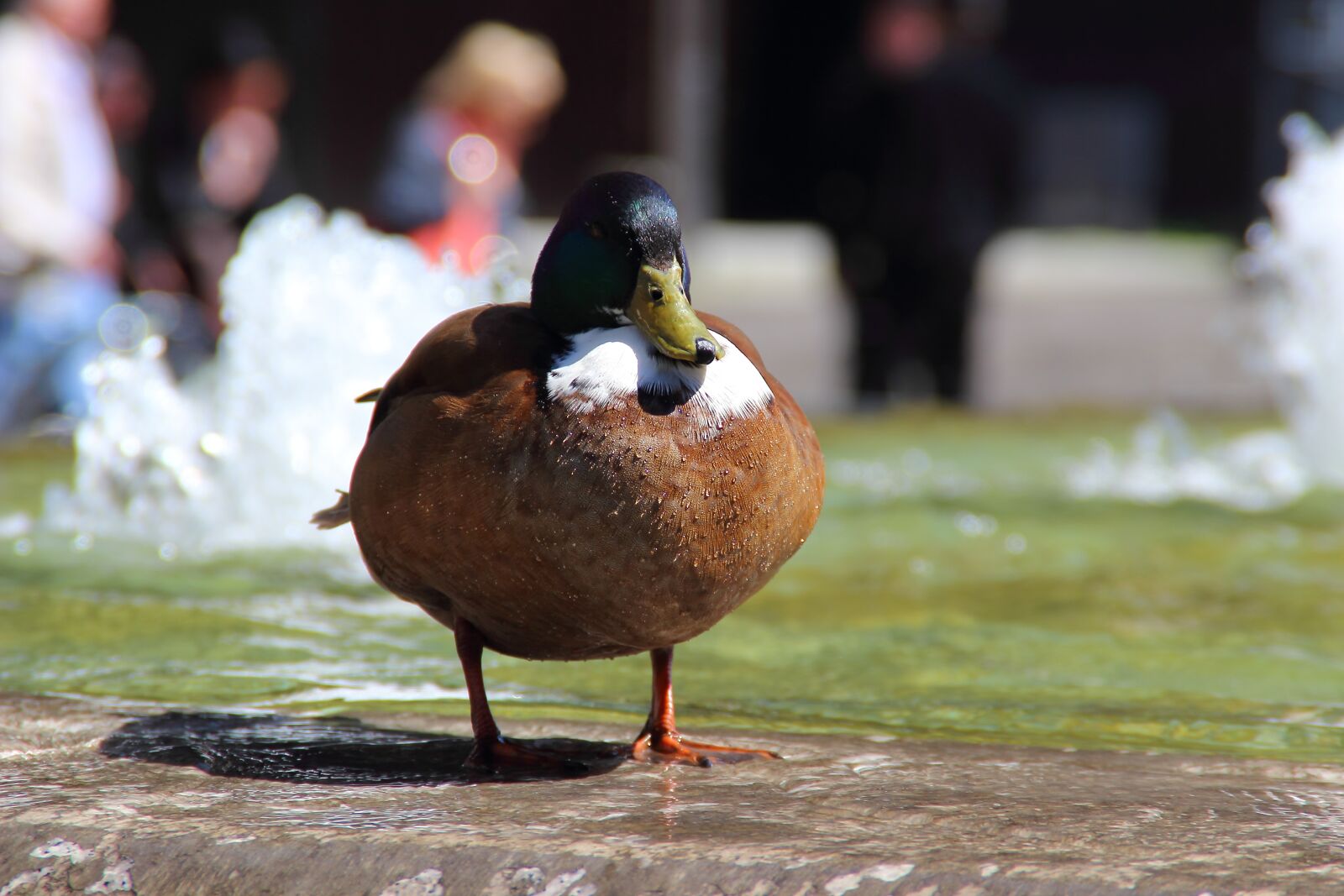 Canon EOS 600D (Rebel EOS T3i / EOS Kiss X5) sample photo. Duck, mallard, water photography
