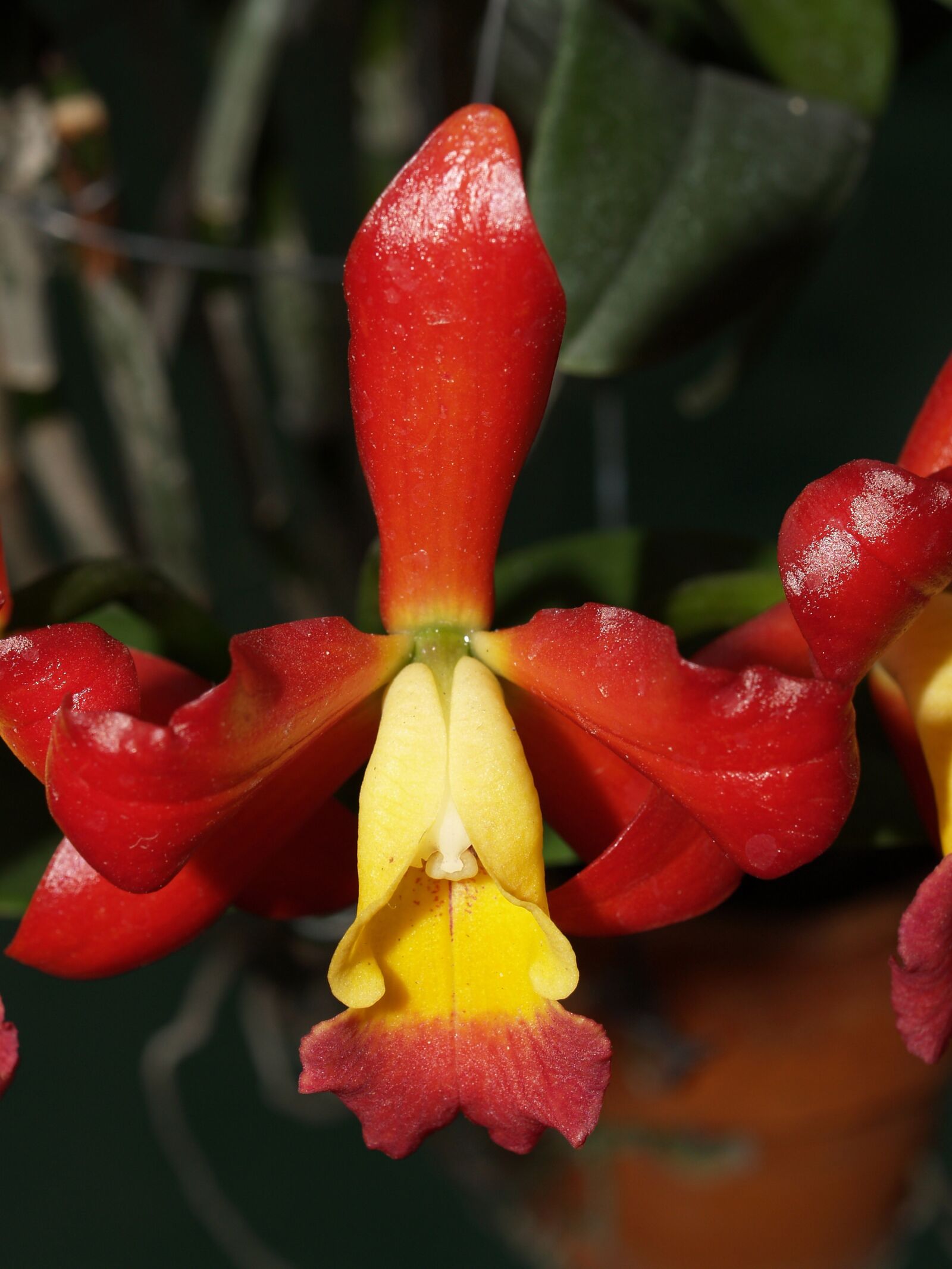 Olympus E-300 (EVOLT E-300) sample photo. Orchid, flower, bright photography