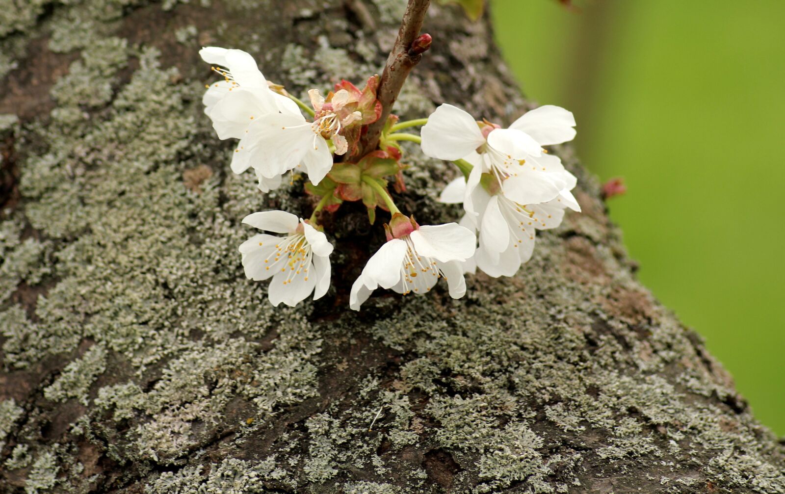 Canon EOS 1200D (EOS Rebel T5 / EOS Kiss X70 / EOS Hi) sample photo. Flowering trees, spring, cherry photography