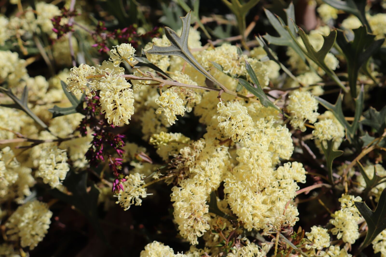 Canon EOS 800D (EOS Rebel T7i / EOS Kiss X9i) sample photo. Wild flowers, western australia photography